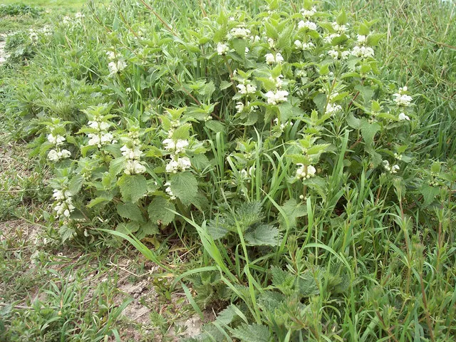 Dead Nettle (Lamium Maculatum) — Dead Nettle thrives in zones 3-8, preferring moist, well-draining soil; commonly known as Dead Nettle, image 124