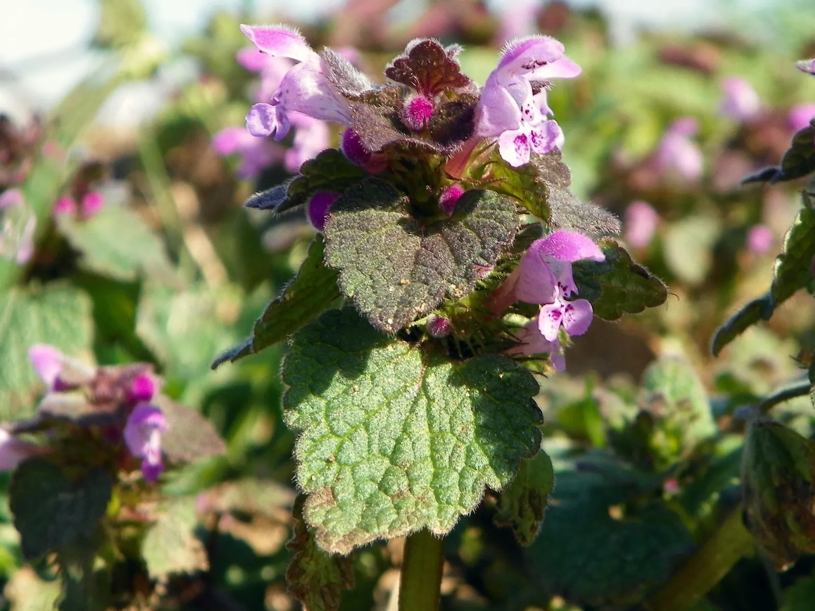 Dead Nettle (Lamium Maculatum) — heart-shaped green leaves; is a shade-tolerant perennial with variegated foliage and hooded pink, image 107
