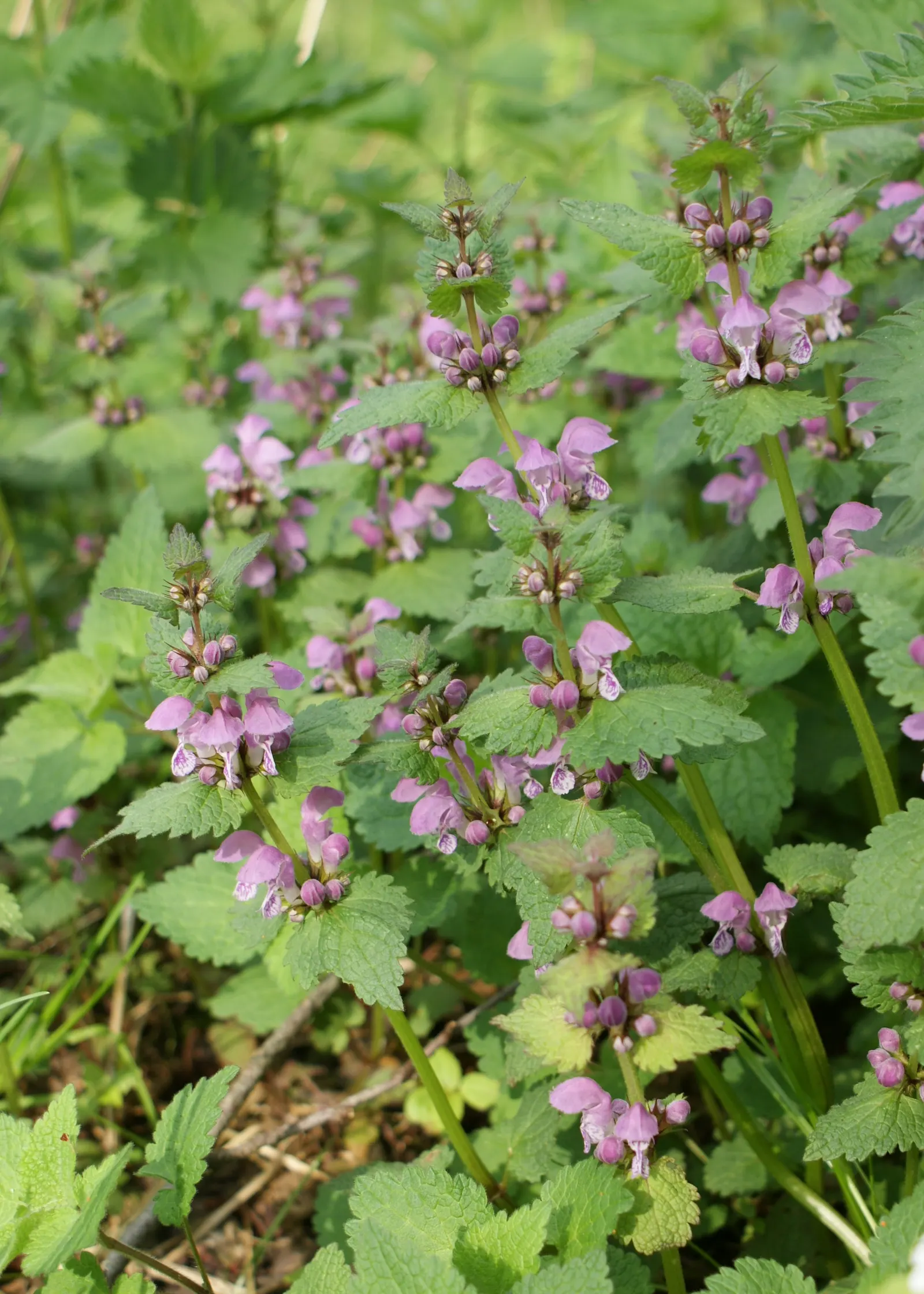 Dead Nettle (Lamium Maculatum) — Reaching 6-12 inches tall with a spread of 18-24 inches, it makes an excellent ground cover; lamium maculatum is, image 171