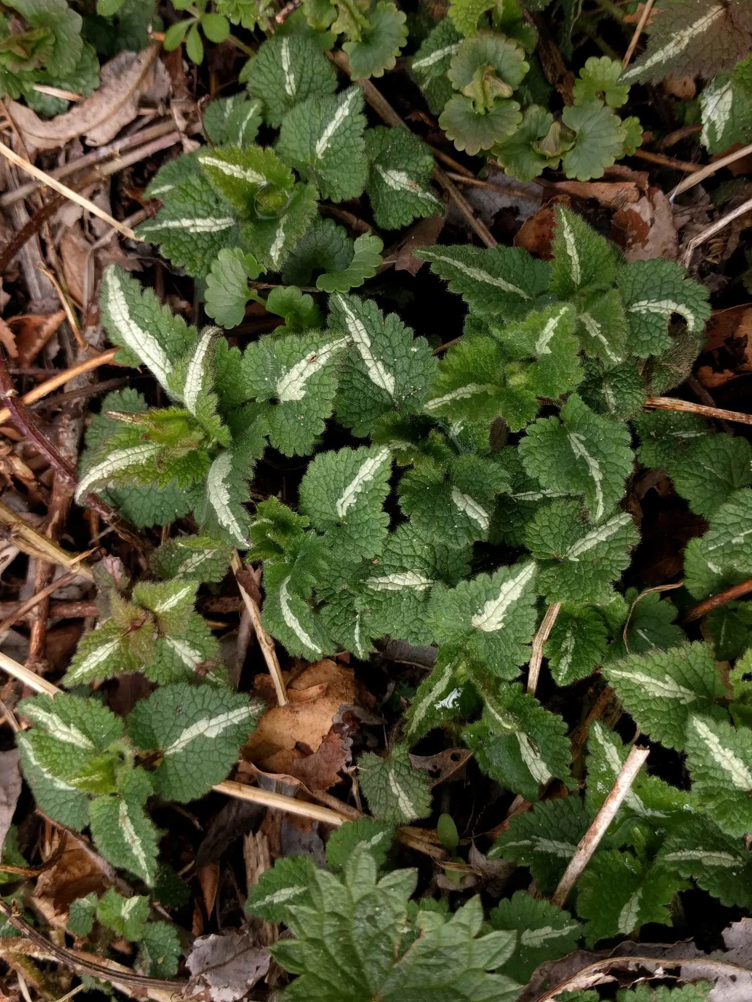 Dead Nettle (Lamium Maculatum) — pink and white and yellow flowers in the garden; is an herbaceous perennial that offers a multitude of benefits, image 190