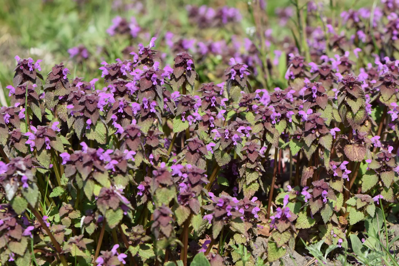Dead Nettle (Lamium Maculatum) — pink and white and yellow flowers in the garden; is an herbaceous perennial that offers a multitude of benefits for both