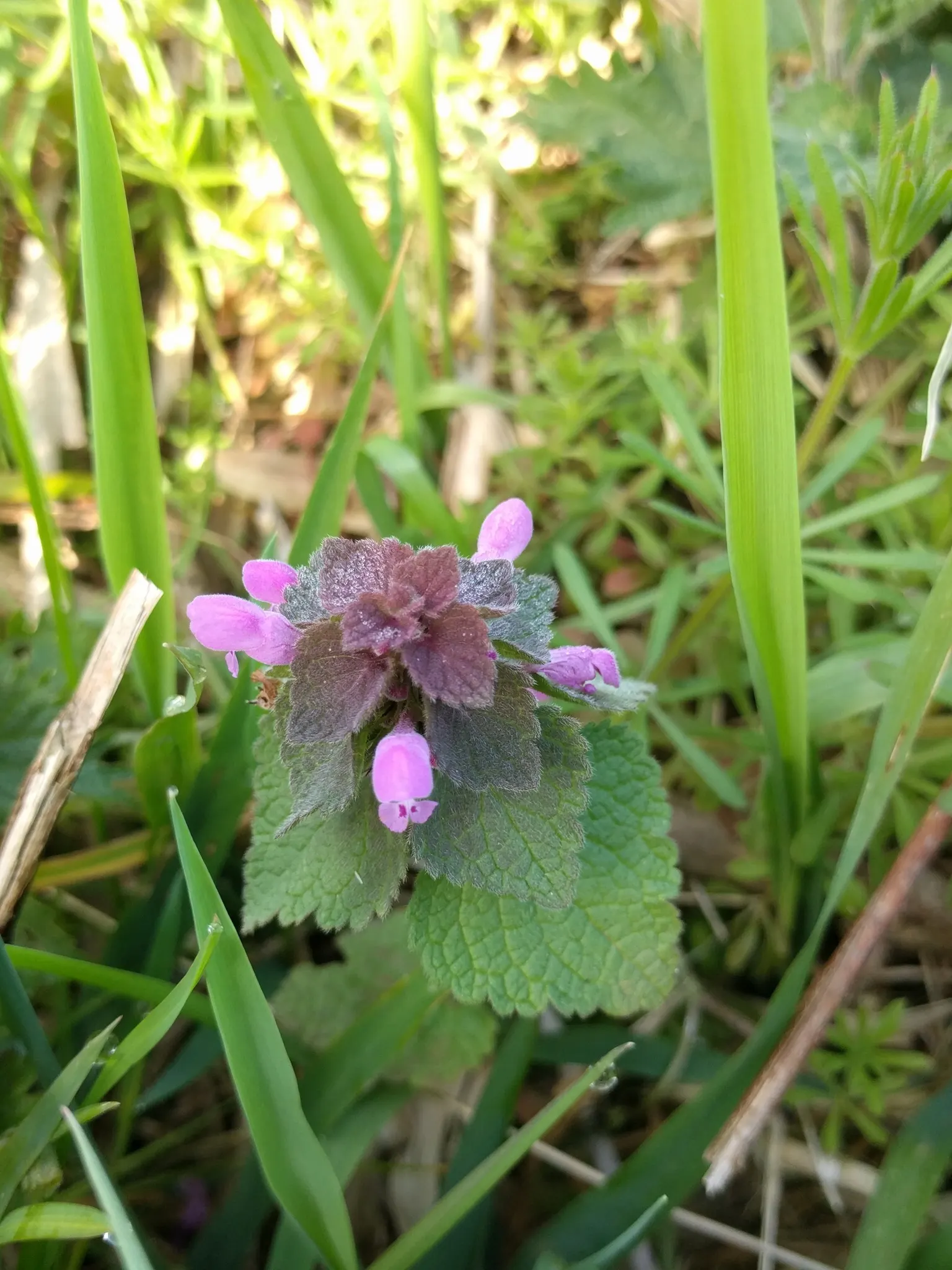 Dead Nettle (Lamium Maculatum) — and attraction of pollinators such as bees; with a distinctive silver marking on the broad, image 115