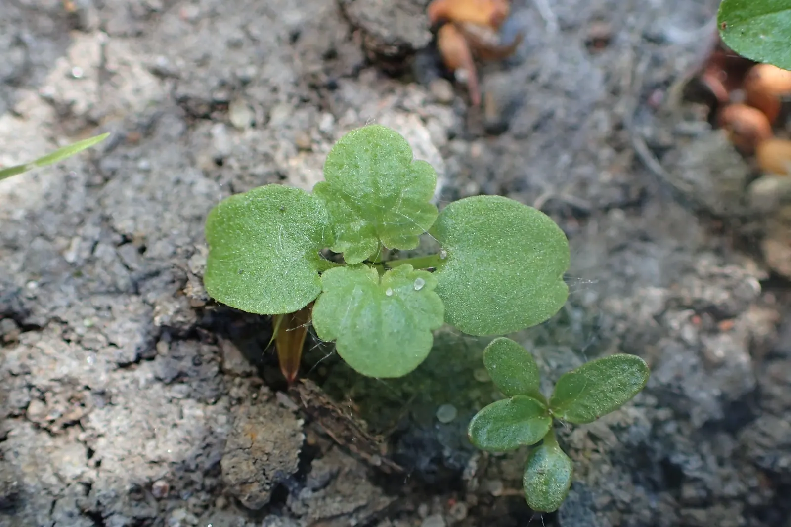 Dead Nettle (Lamium Maculatum) — with a distinctive silver marking on the broad; and attraction of pollinators such as bees, image 178