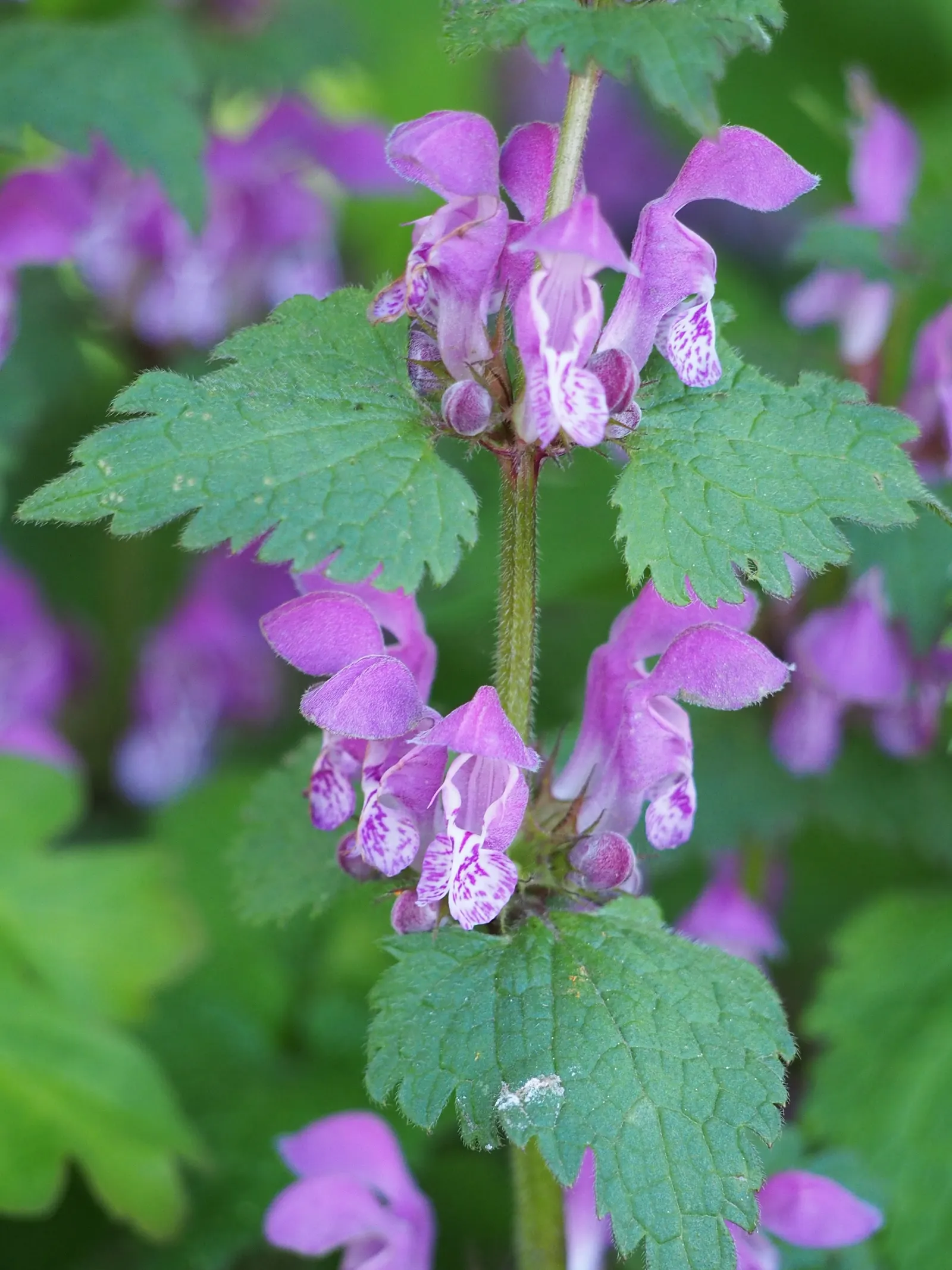 Dead Nettle (Lamium Maculatum) — ground cover for half or shade; when mapping out your landscape design, image 264
