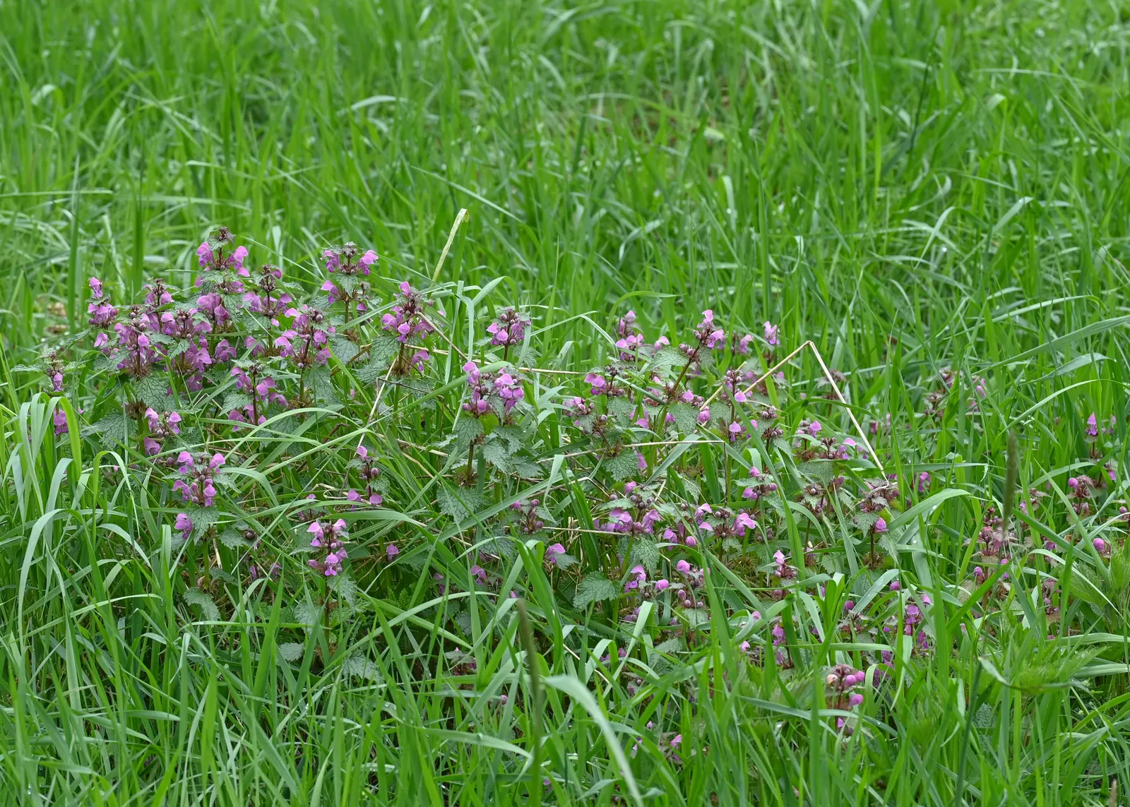 Dead Nettle (Lamium Maculatum) — It's an ideal selection for a client seeking to add texture and coverage with minimal upkeep; this plant tolerates, image 188