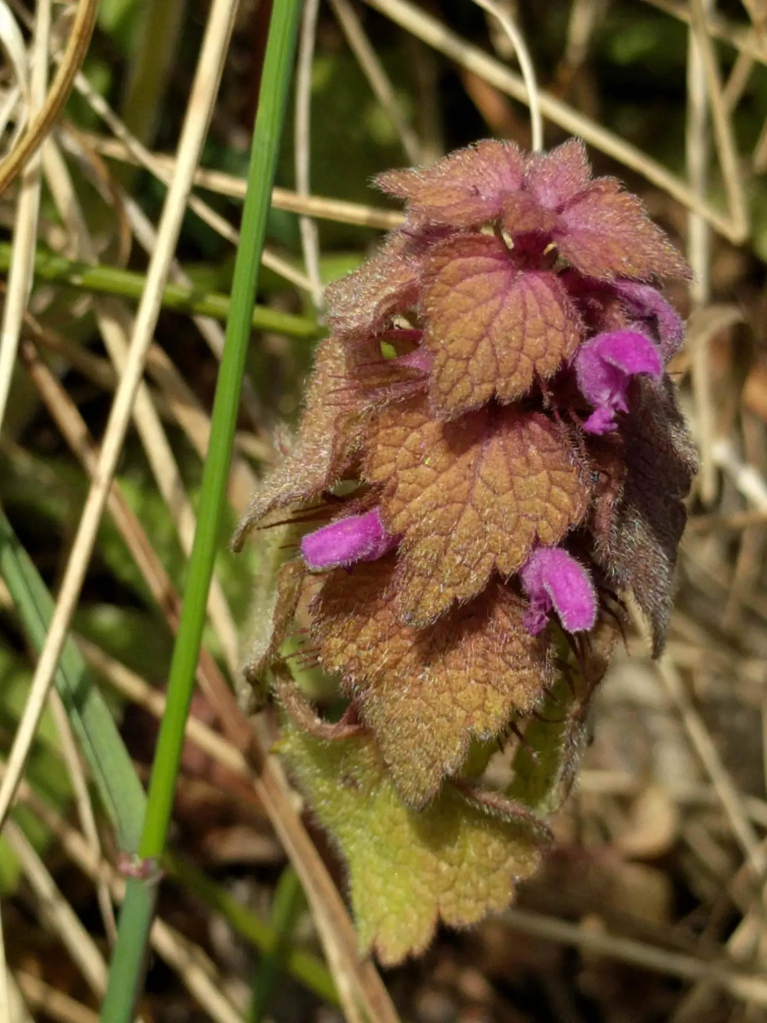 Dead Nettle (Lamium Maculatum) — is an herbaceous perennial that offers a multitude of benefits for both landscape design and the home gardener, image 55