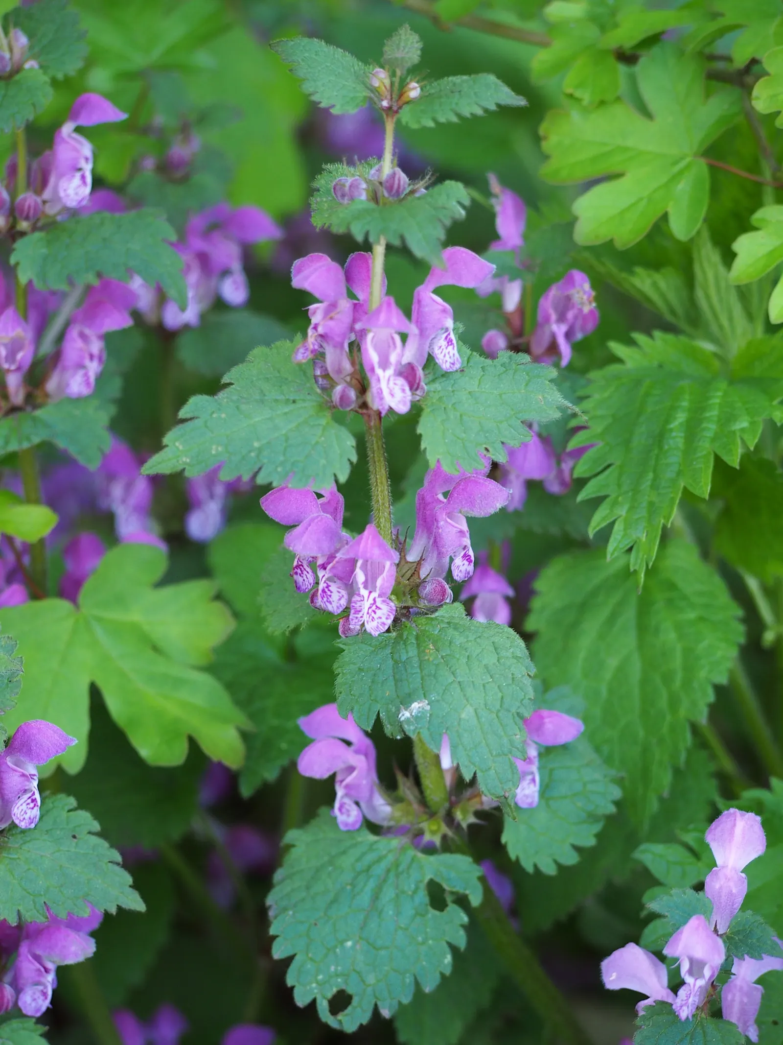 Dead Nettle (Lamium Maculatum) — ground cover with pink and white and yellow blooms; adding a pop of color and aesthetic appeal, image 263