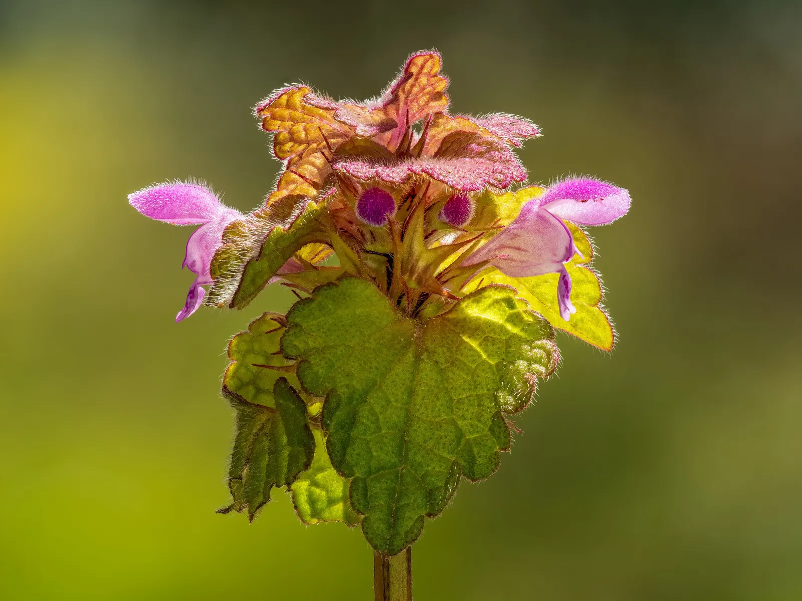 Dead Nettle (Lamium Maculatum) — is a shade-tolerant perennial with variegated foliage and hooded pink; heart-shaped green leaves, image 98