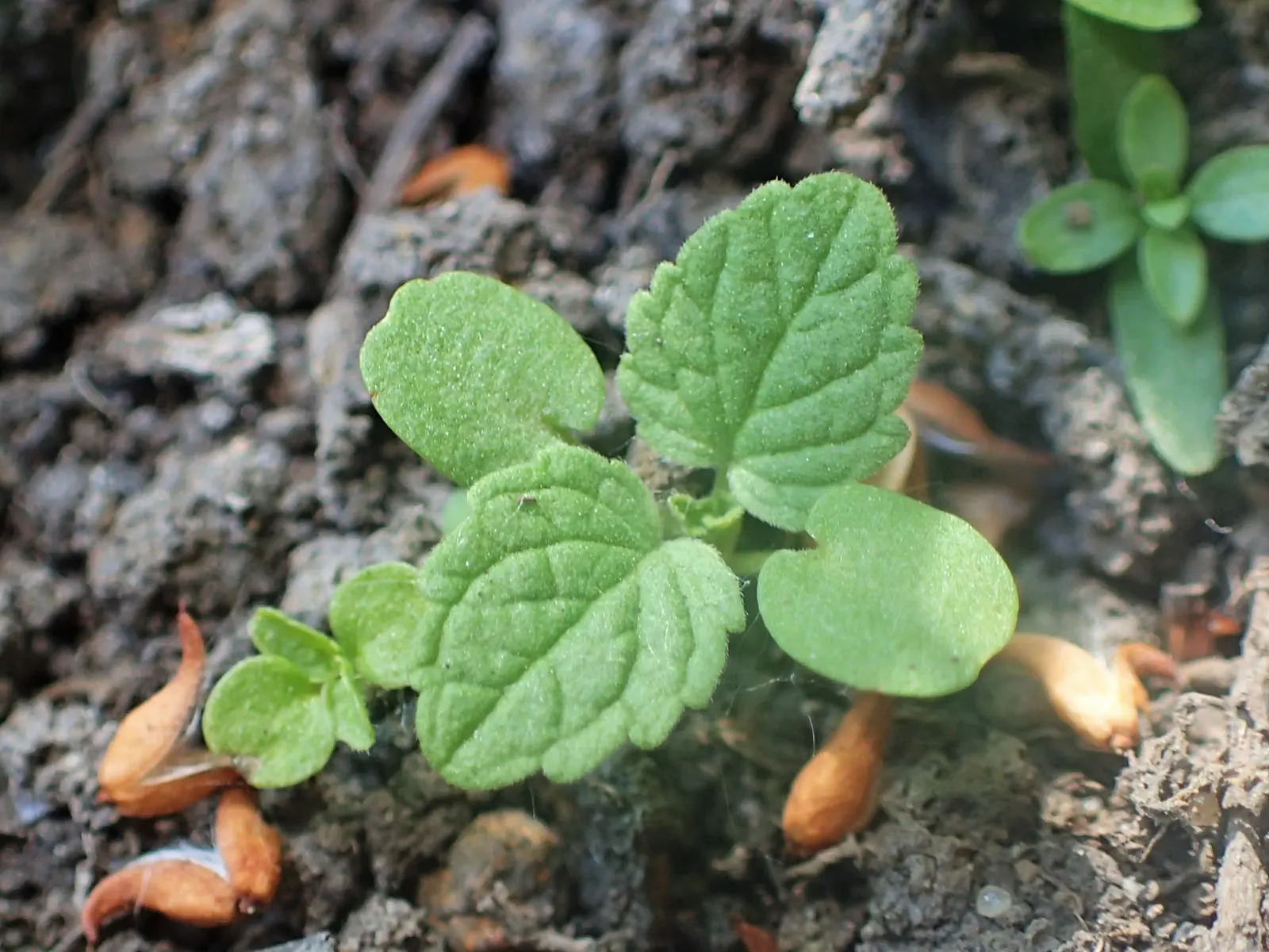 Dead Nettle (Lamium Maculatum) — is a shade-tolerant perennial with variegated foliage and hooded pink; heart-shaped green leaves, image 170