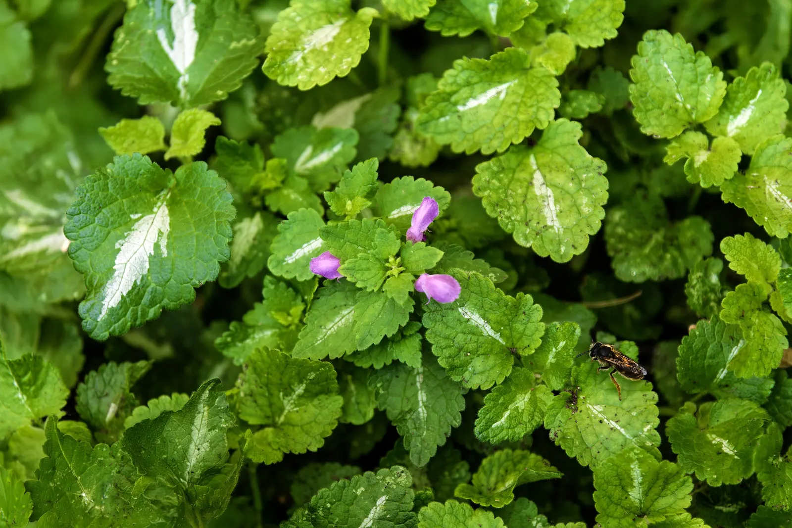 Dead Nettle (Lamium Maculatum) — Lamium maculatum is valued for its low maintenance needs; reaching 6-12 inches tall with a spread of 18-24 inches, image 186