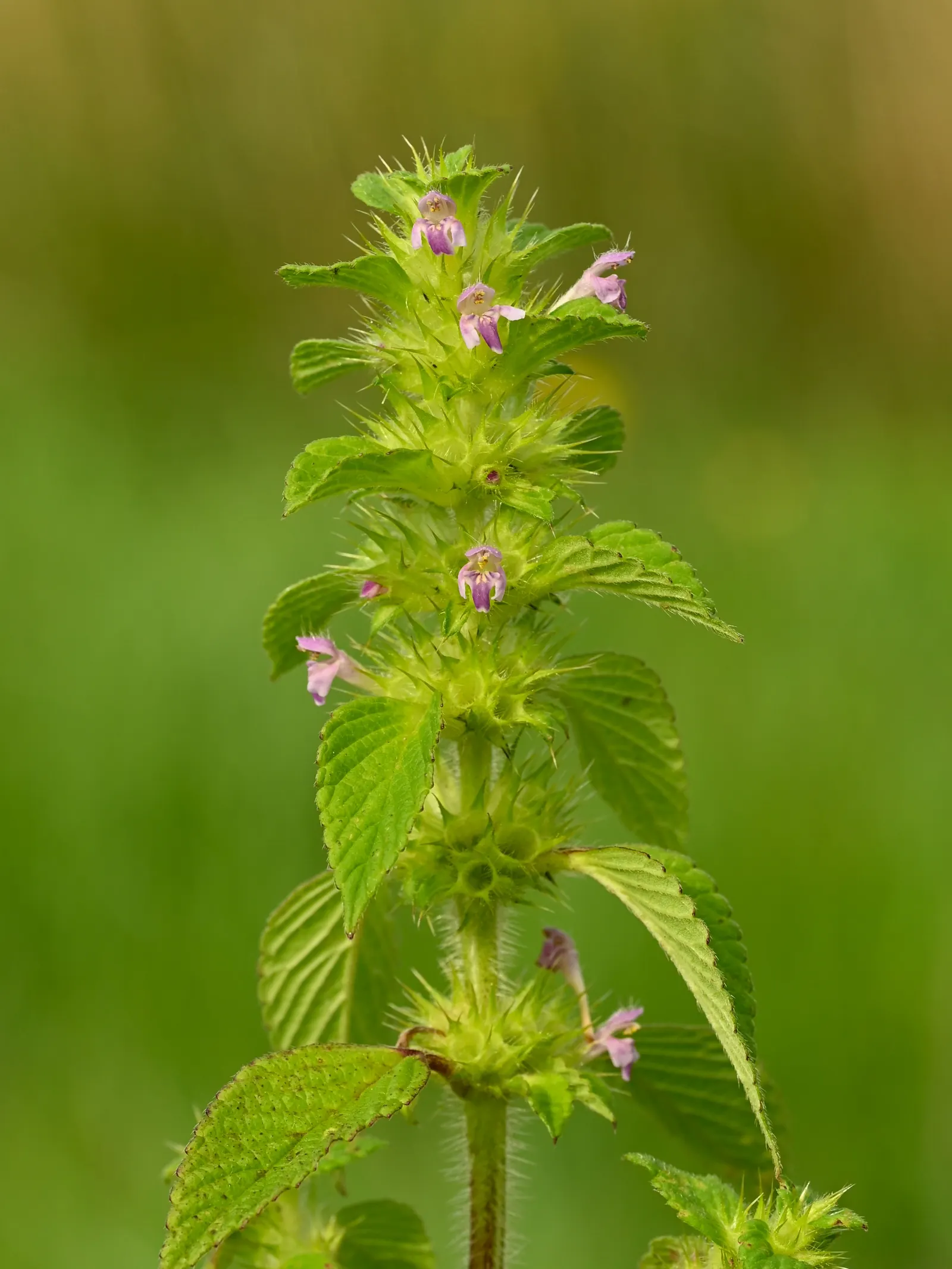 Dead Nettle (Lamium Maculatum) — tubular flowers bloom in shades of pink; well-drained soil with a pH that is neutral to slightly acidic, image 109