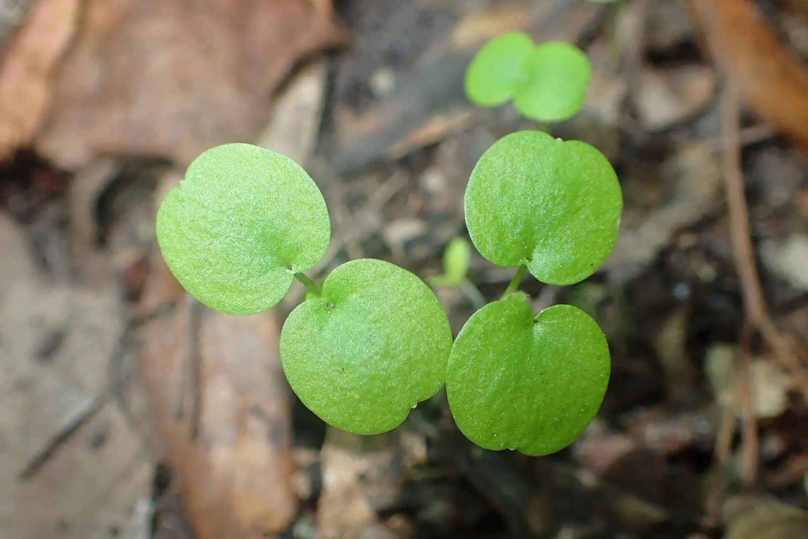 Dead Nettle (Lamium Maculatum) — This plant tolerates a variety of lighting conditions but favors partial to full shade; it's an ideal selection, image 257