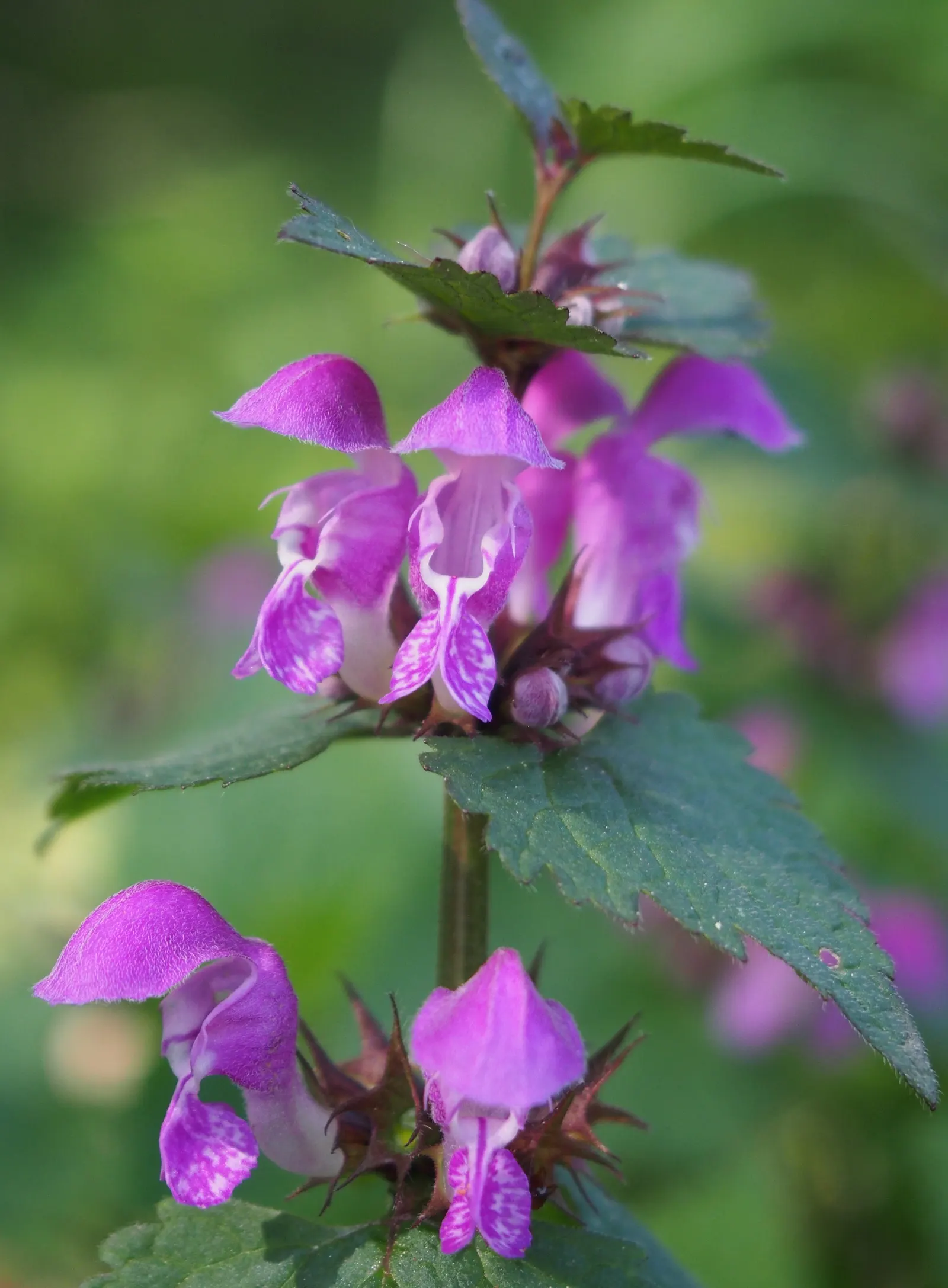 Dead Nettle (Lamium Maculatum) — When mapping out your landscape design; ground cover for half or shade, image 261