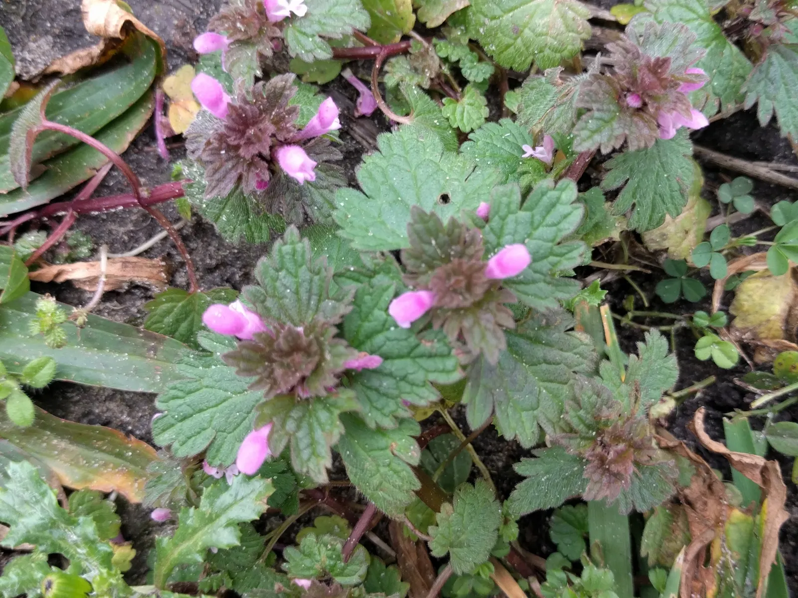 Dead Nettle (Lamium Maculatum) — this plant typically reaches a height of 6 to 12 inches with a spread of 18 to 24 inches; during late spring to, image 105