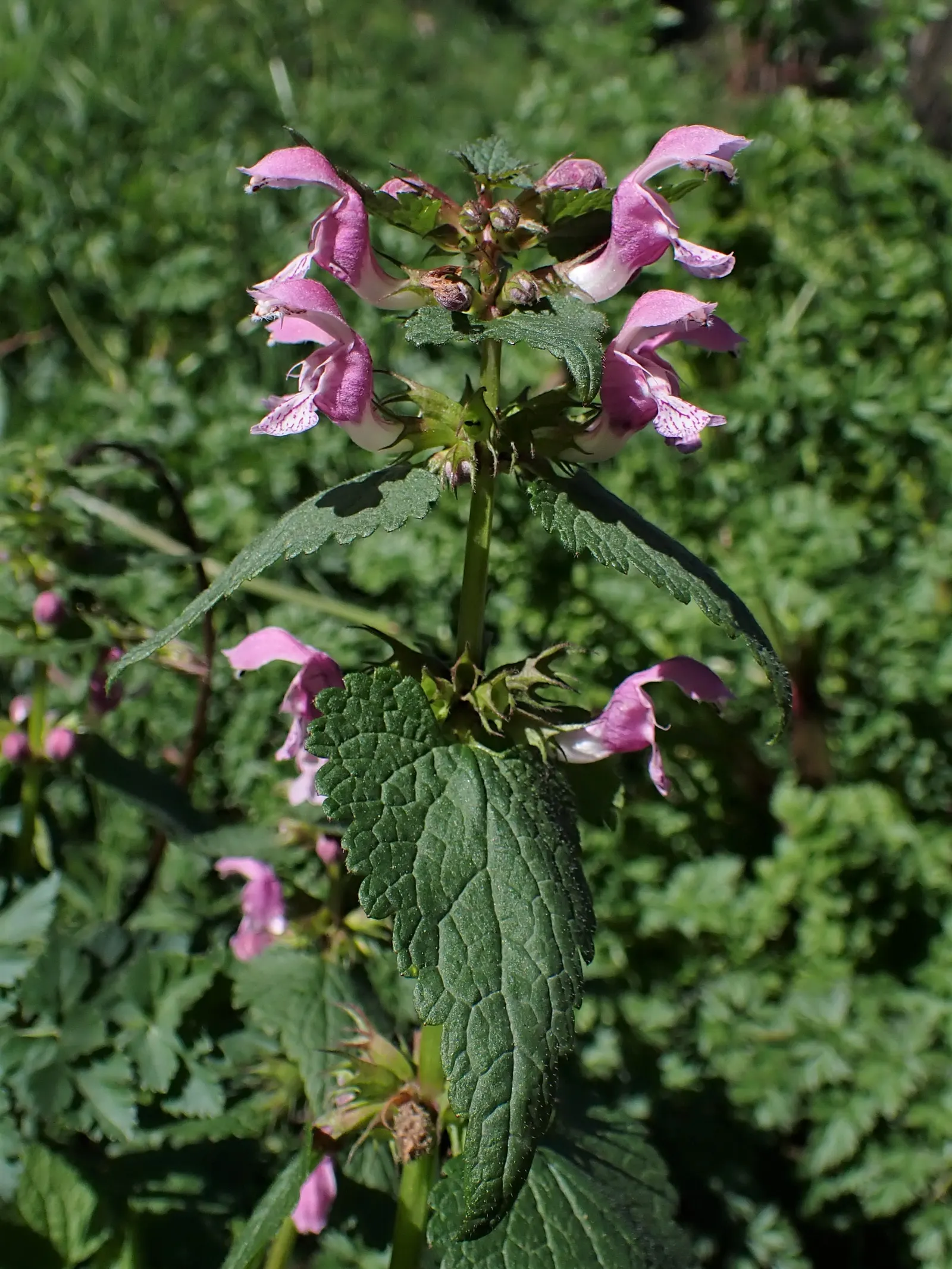 Dead Nettle (Lamium Maculatum) — is a shade-tolerant perennial with variegated foliage and hooded pink; heart-shaped green leaves, image 218