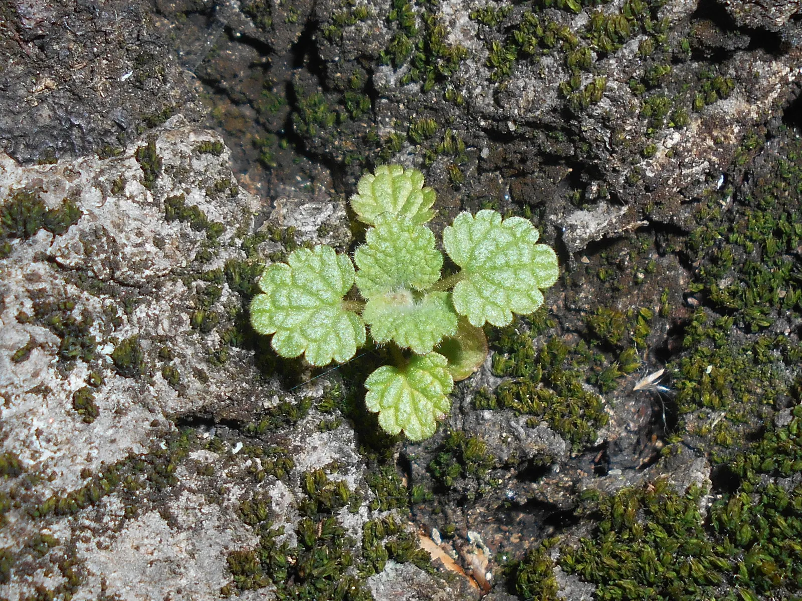 Dead Nettle (Lamium Maculatum) — commonly known as Dead Nettle; dead Nettle thrives in zones 3-8, preferring moist, well-draining soil, image 265