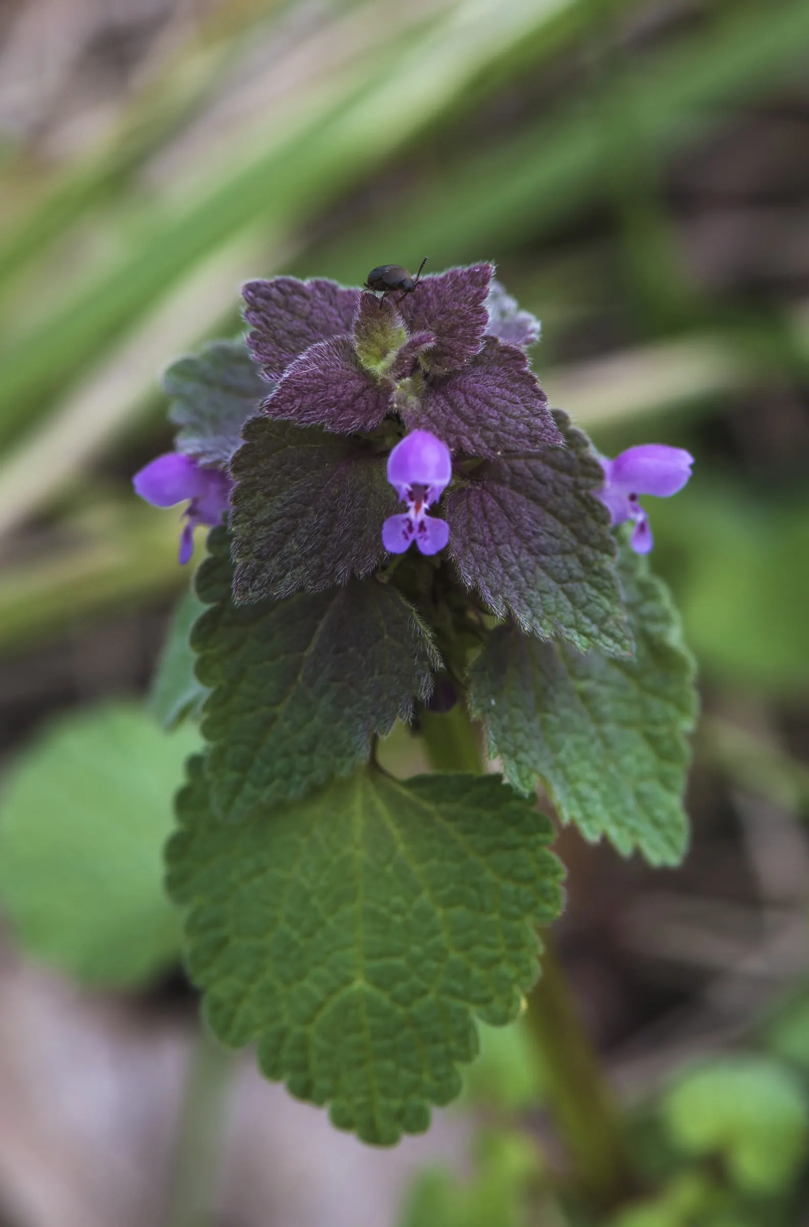 Dead Nettle (Lamium Maculatum) — Dead Nettle thrives in zones 3-8, preferring moist, well-draining soil; commonly known as Dead Nettle, image 100