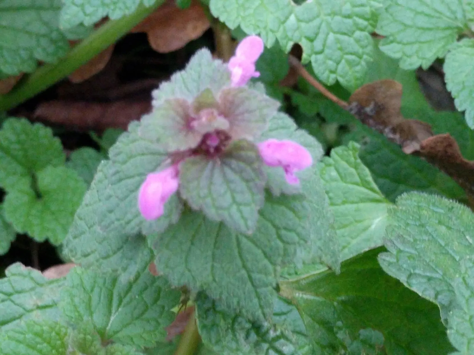 Dead Nettle (Lamium Maculatum) — ground cover for half or shade; when mapping out your landscape design, image 120