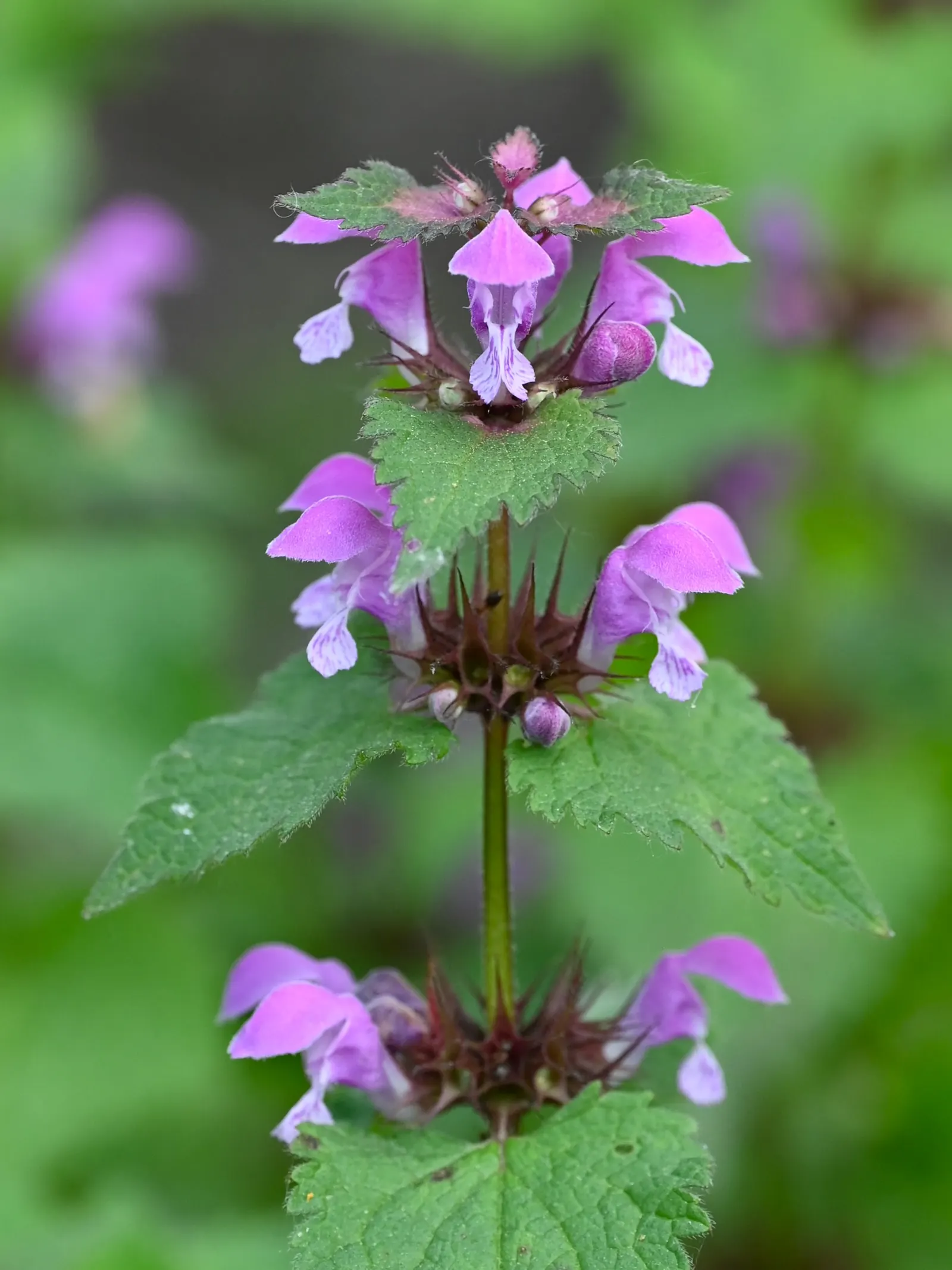 Dead Nettle (Lamium Maculatum) — Recognized for its variegated foliage; its low maintenance and deer resistance make it a preferred choice for, image 224