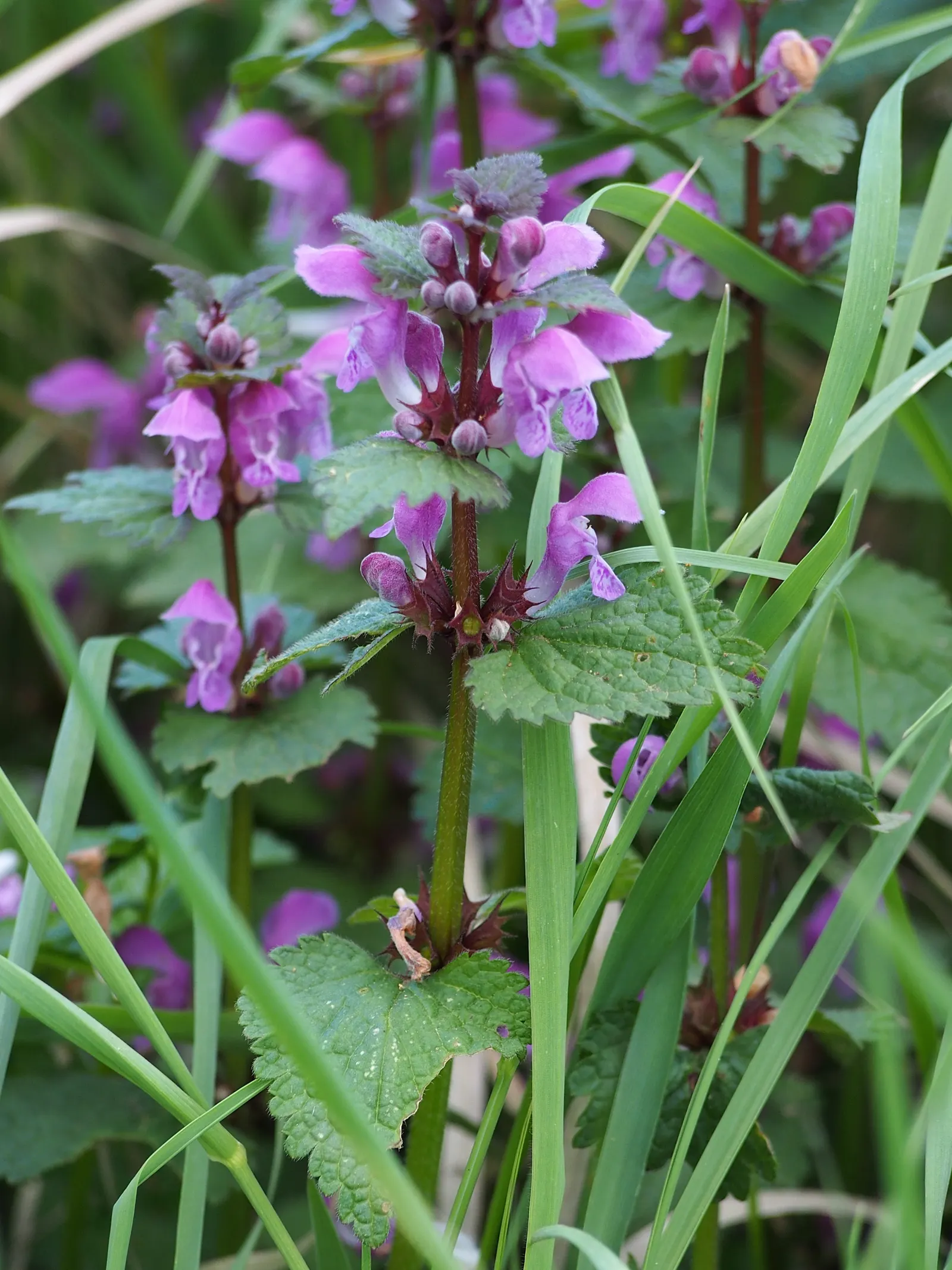 Dead Nettle (Lamium Maculatum) — It's an ideal selection for a client seeking to add texture and coverage with minimal upkeep; this plant tolerates, image 260