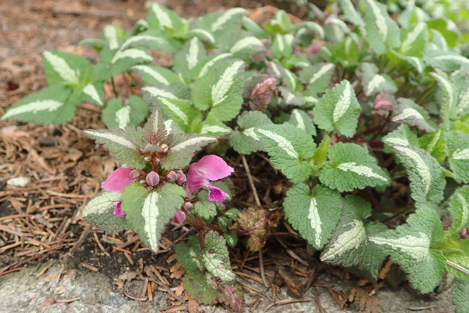 Dead Nettle (Lamium Maculatum) — Reaching 6-12 inches tall with a spread of 18-24 inches, it makes an excellent ground cover; lamium maculatum is, image 243