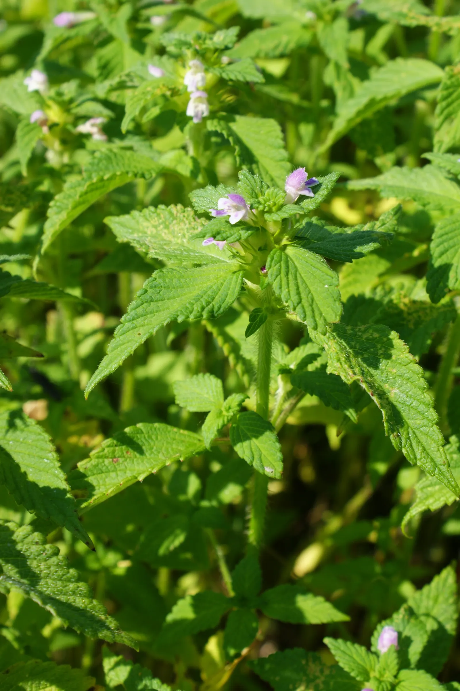 Dead Nettle (Lamium Maculatum) — is an herbaceous perennial that offers a multitude of benefits for both landscape design and the home gardener, image 103