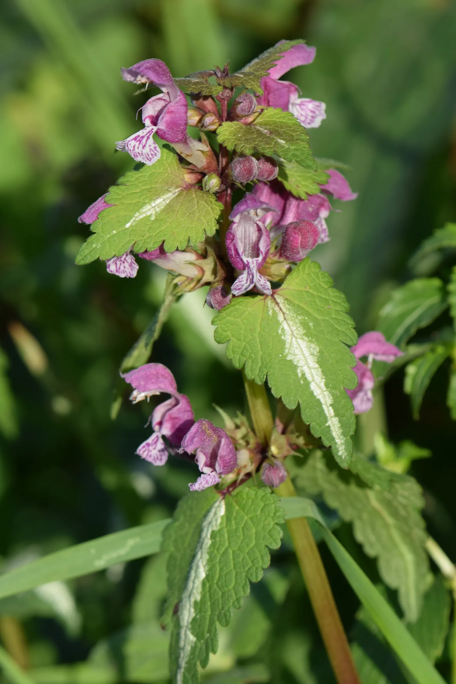 Dead Nettle (Lamium Maculatum) — This plant tolerates a variety of lighting conditions but favors partial to full shade; it's an ideal selection, image 185