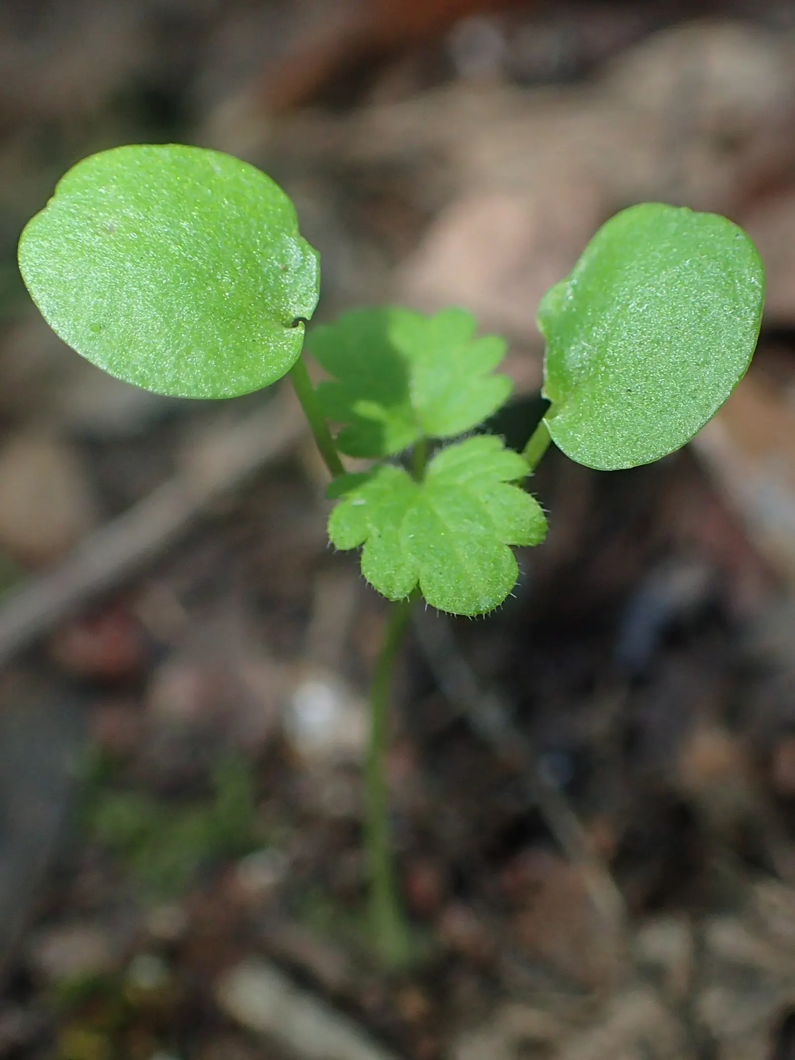 Dead Nettle (Lamium Maculatum) — Lamium maculatum is valued for its low maintenance needs; reaching 6-12 inches tall with a spread of 18-24 inches, image 234