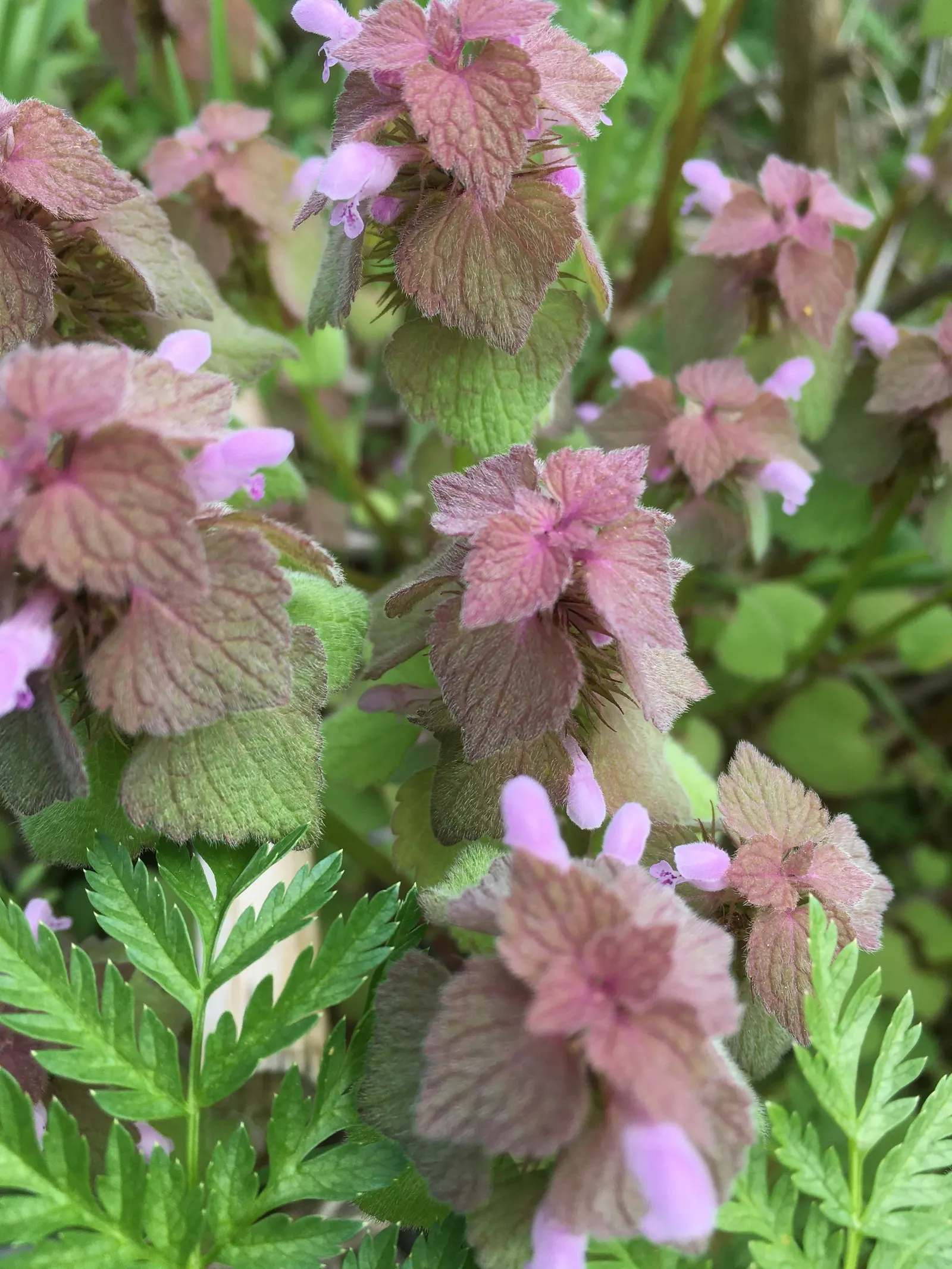 Dead Nettle (Lamium Maculatum) — and attraction of pollinators such as bees; with a distinctive silver marking on the broad