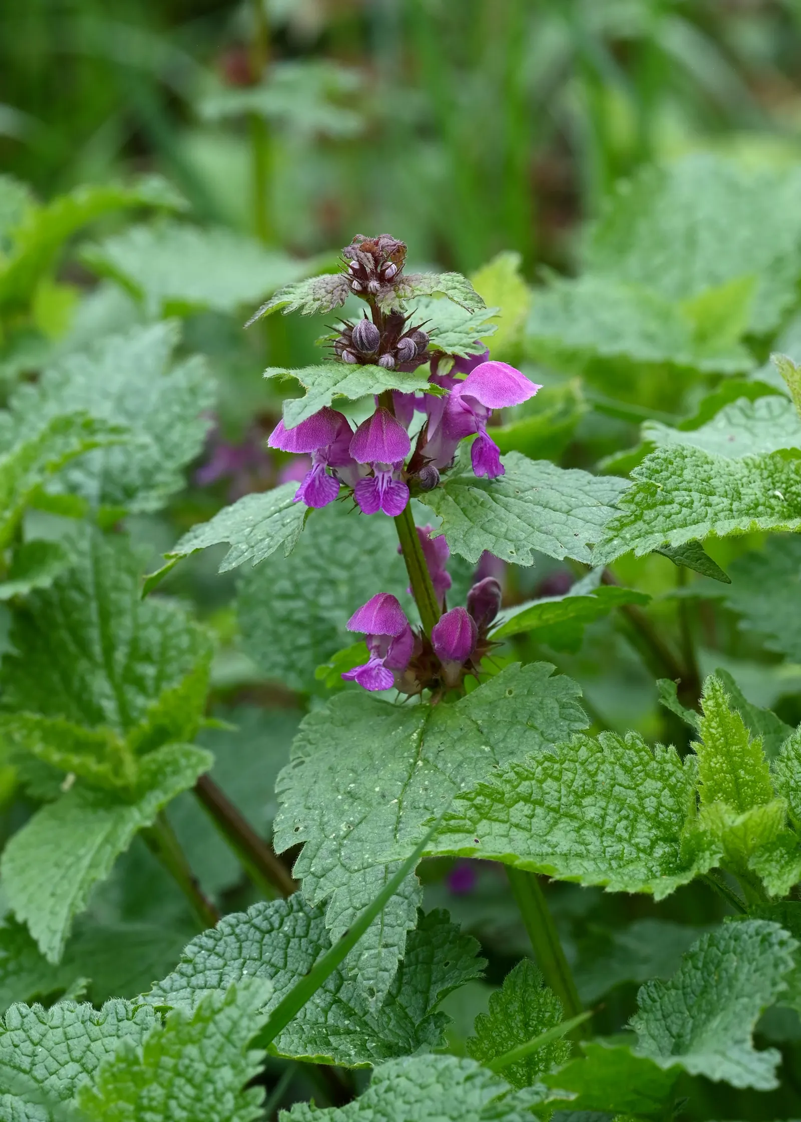 Dead Nettle (Lamium Maculatum) — Reaching 6-12 inches tall with a spread of 18-24 inches, it makes an excellent ground cover; lamium maculatum is, image 219