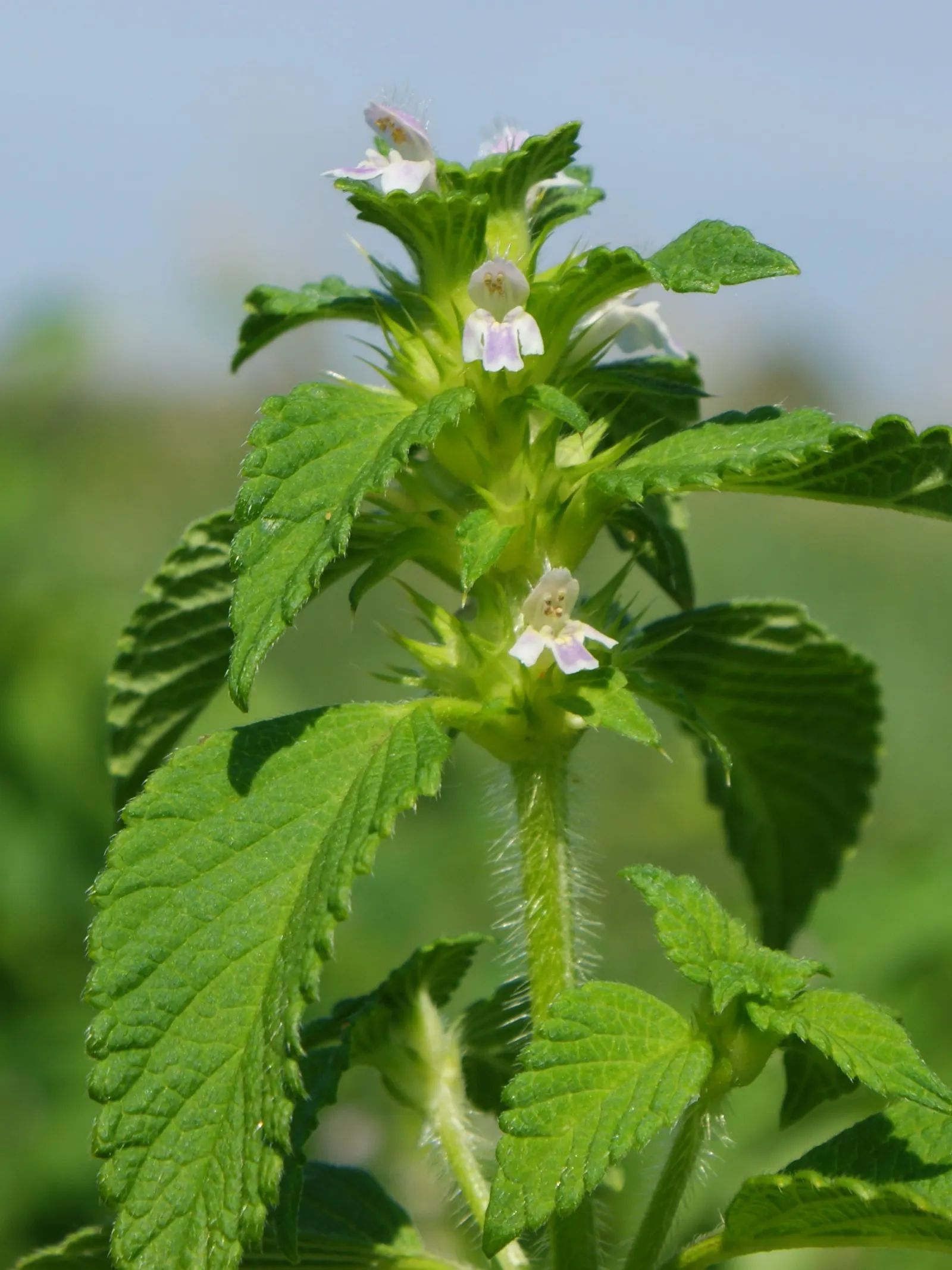 Dead Nettle (Lamium Maculatum) — Blooms appear in late spring to early summer; these blooms contrast well with the foliage and can intermittently, image 102