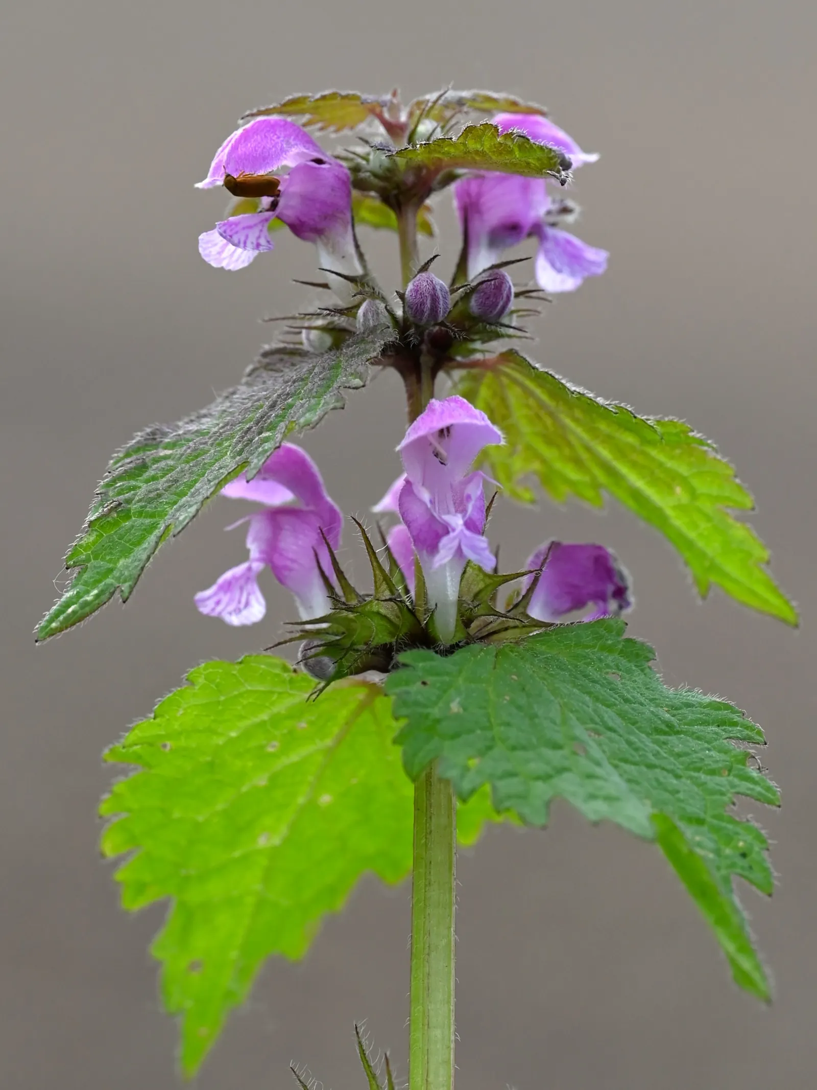 Dead Nettle (Lamium Maculatum) — commonly known as Dead Nettle; dead Nettle thrives in zones 3-8, preferring moist, well-draining soil, image 217