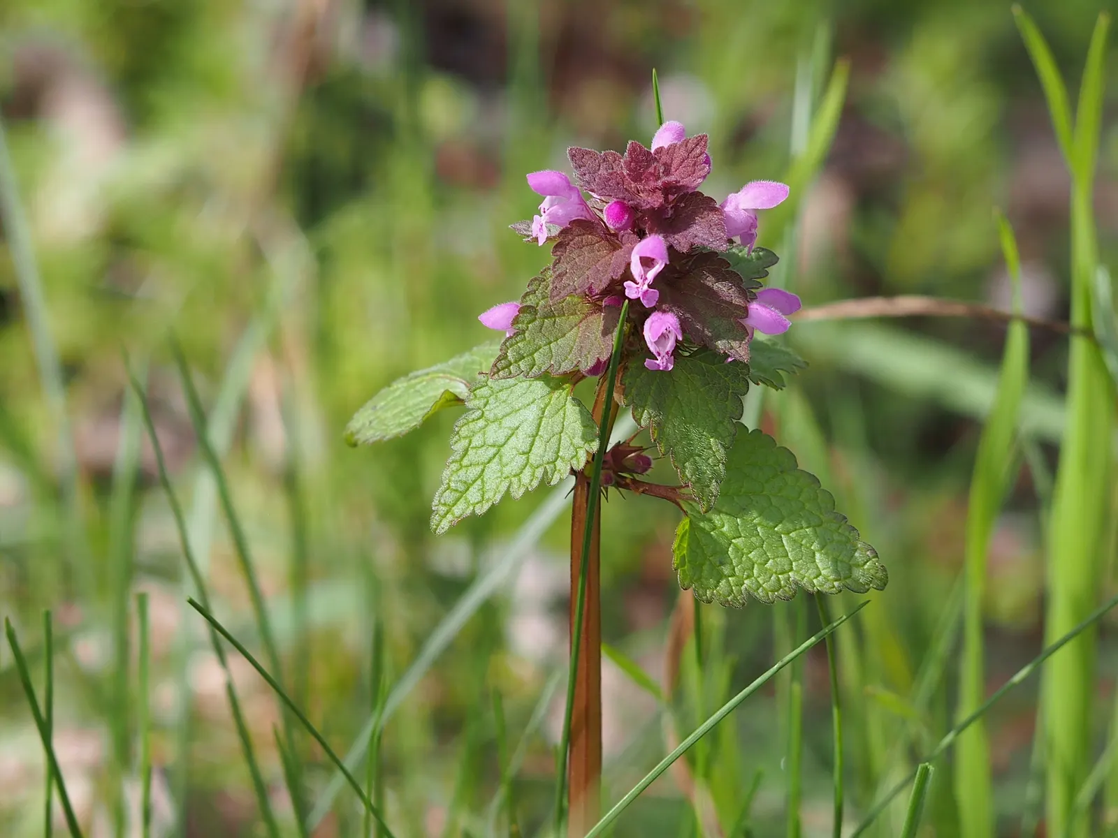Dead Nettle (Lamium Maculatum) — Blooms appear in late spring to early summer; these blooms contrast well with the foliage and can intermittently, image 126