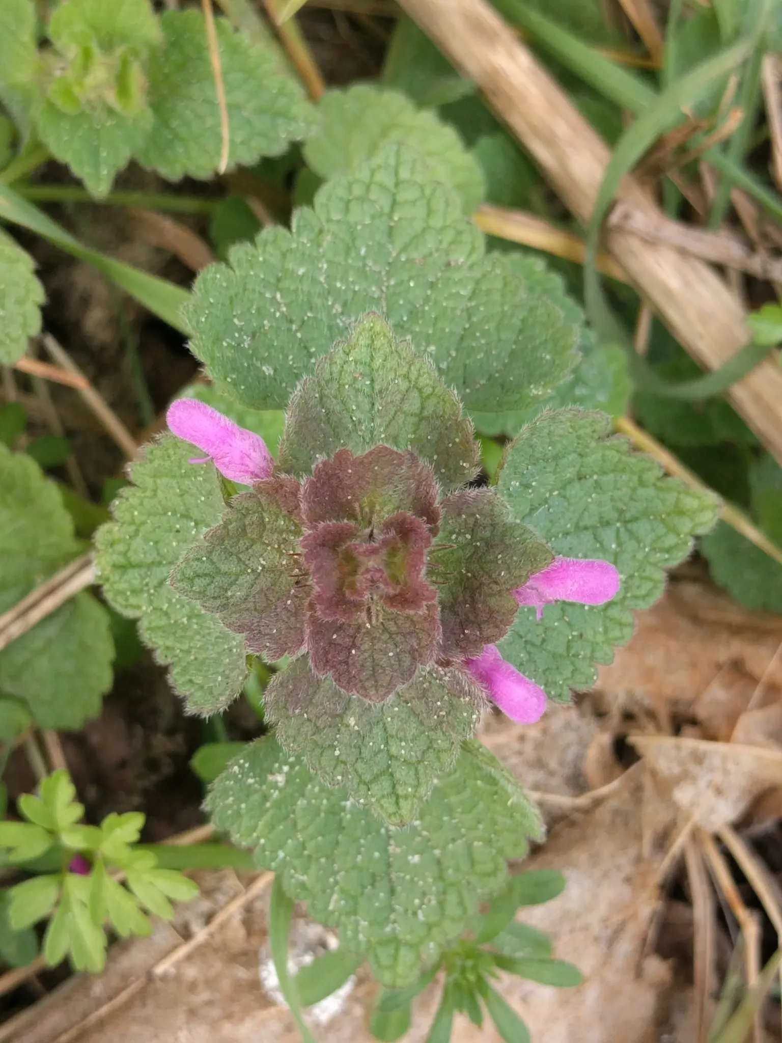 Dead Nettle (Lamium Maculatum) — pink and white and yellow flowers in the garden; is an herbaceous perennial that offers a multitude of benefits, image 118