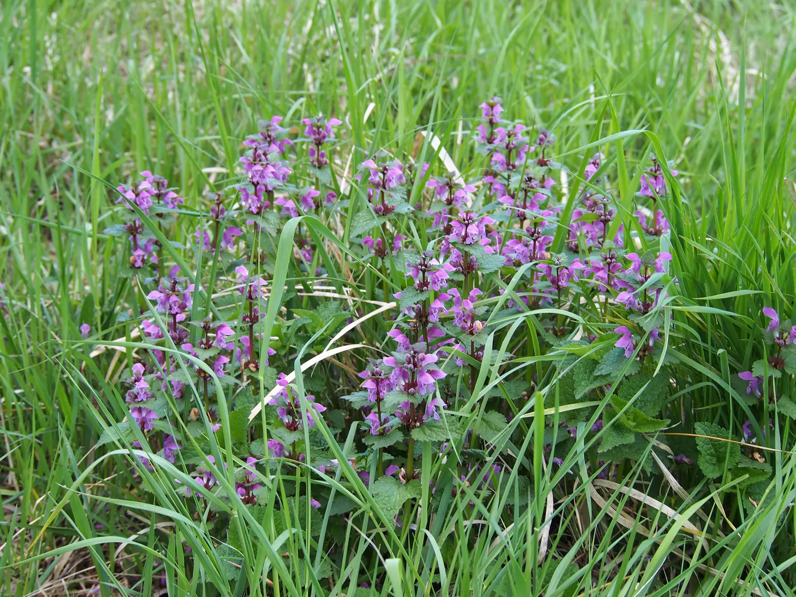 Dead Nettle (Lamium Maculatum) — This plant tolerates a variety of lighting conditions but favors partial to full shade; it's an ideal selection, image 233