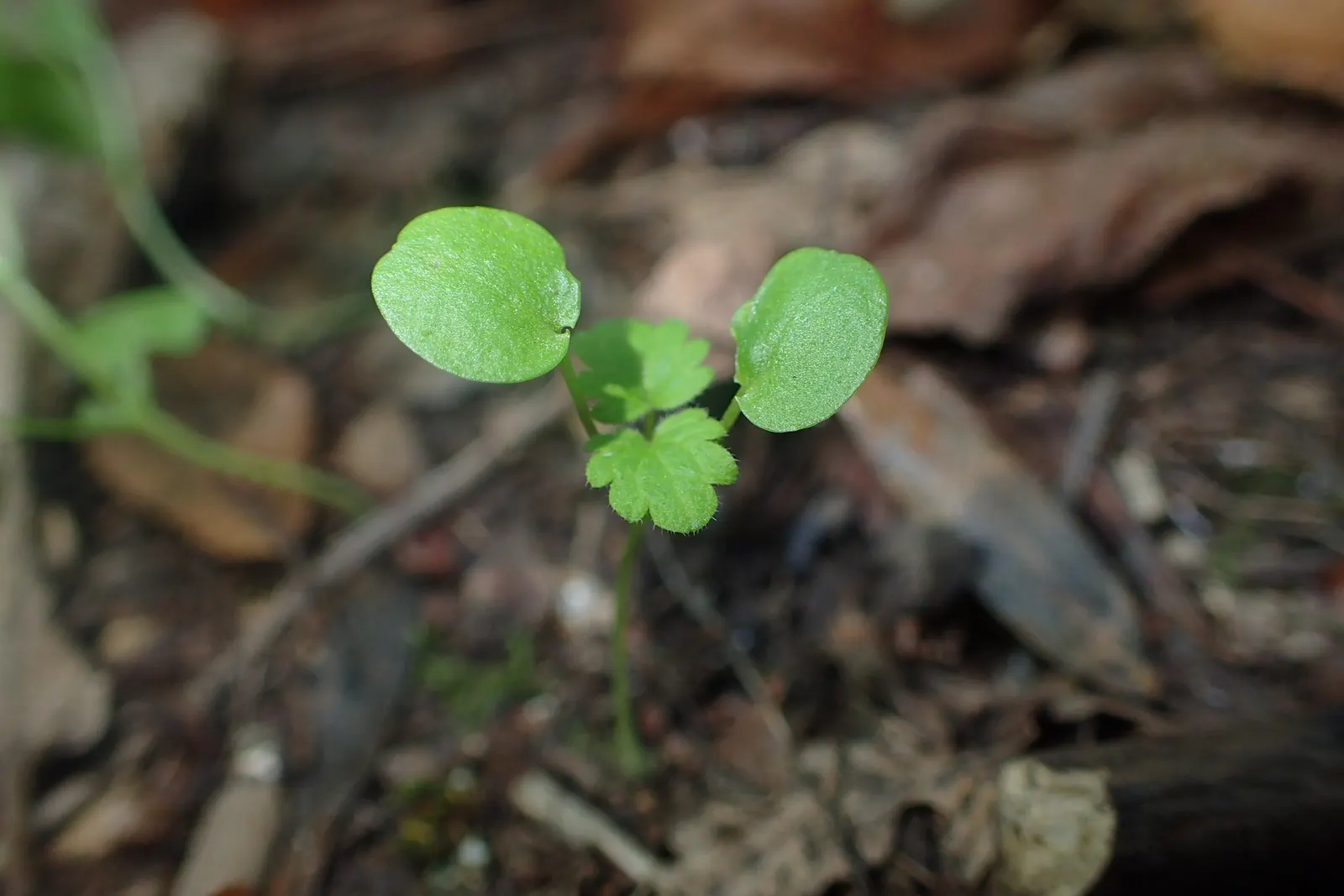 Dead Nettle (Lamium Maculatum) — Its low maintenance and deer resistance make it a preferred choice for woodland gardens and shaded borders, image 173