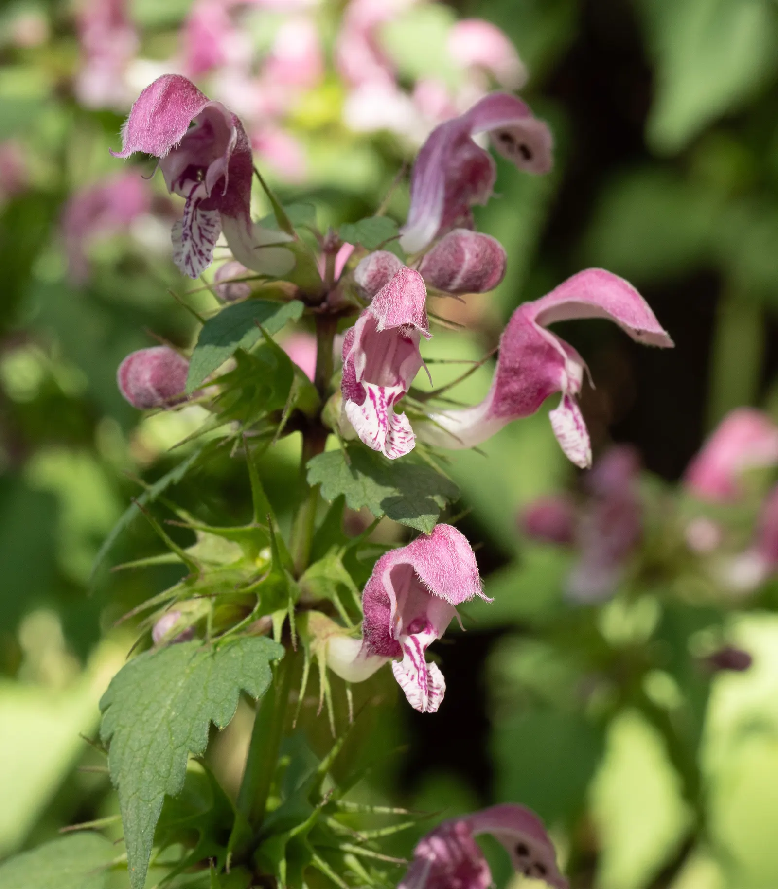 Dead Nettle (Lamium Maculatum) — Lamium maculatum is valued for its low maintenance needs; reaching 6-12 inches tall with a spread of 18-24 inches, image 258