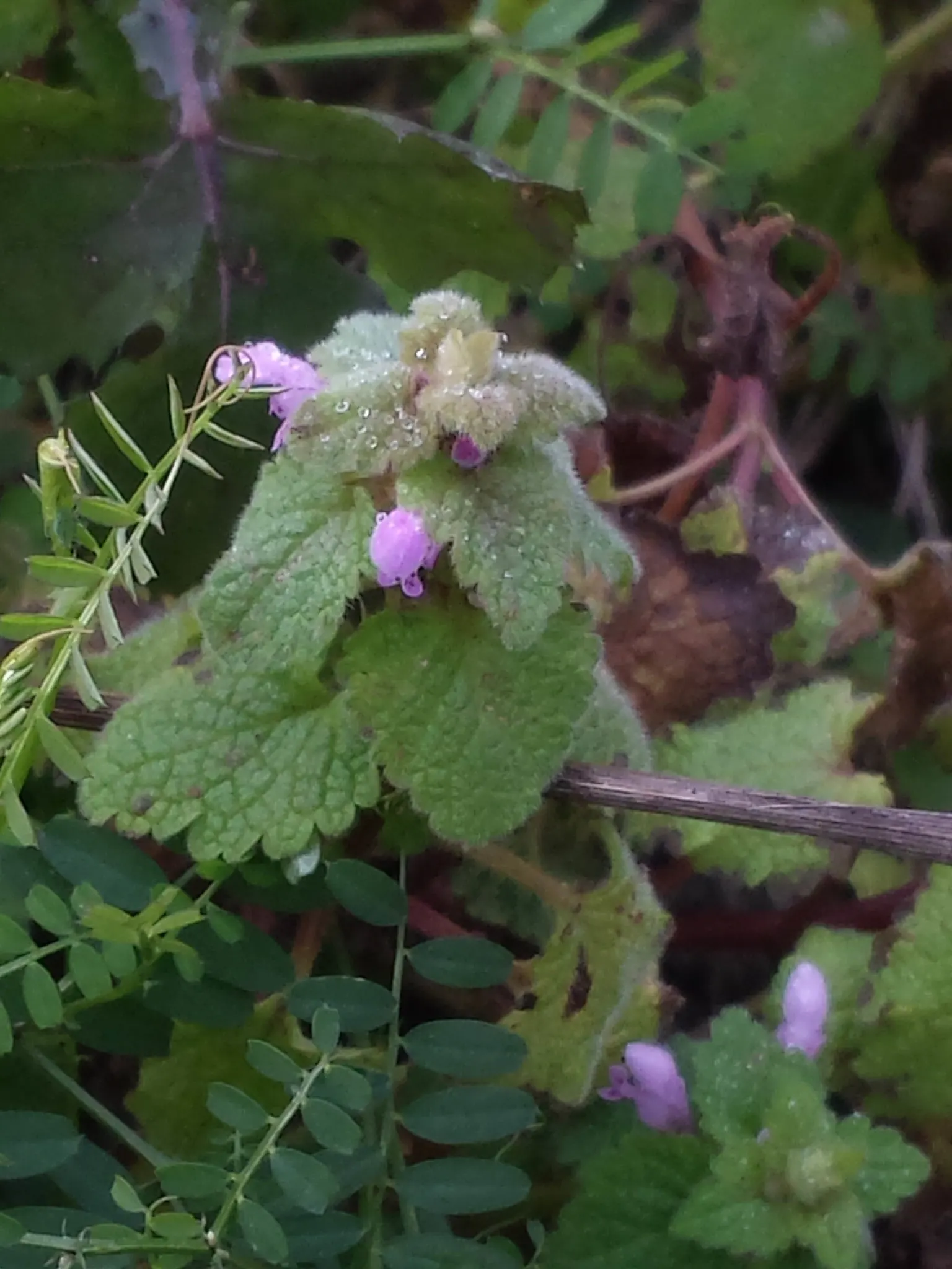 Dead Nettle (Lamium Maculatum) — ground cover with pink and white and yellow blooms; adding a pop of color and aesthetic appeal, image 119