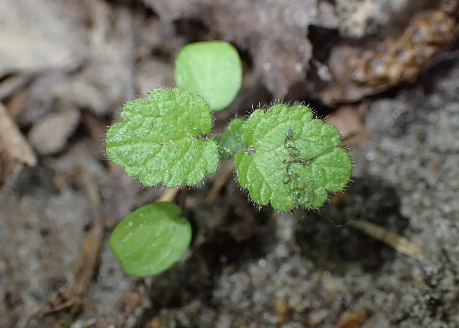 Dead Nettle (Lamium Maculatum) — well-drained soil with a pH that is neutral to slightly acidic; tubular flowers bloom in shades of pink, image 256
