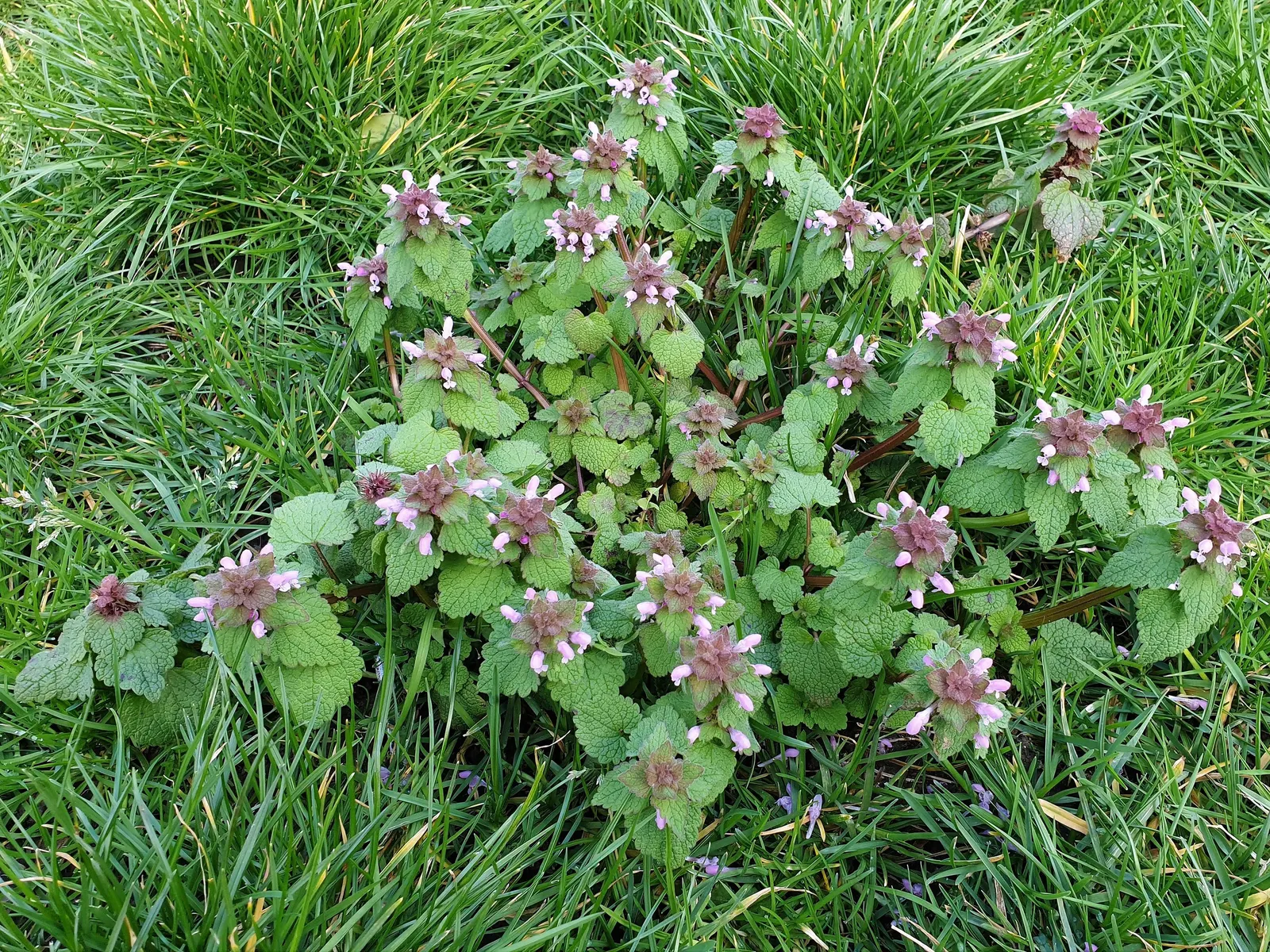 Dead Nettle (Lamium Maculatum) — is an herbaceous perennial that offers a multitude of benefits for both landscape design and the home gardener, image 127