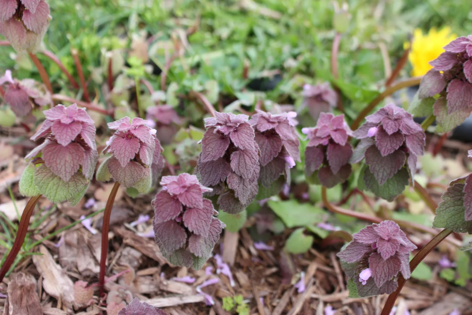 Dead Nettle (Lamium Maculatum) — During late spring to early summer; this plant typically reaches a height of 6 to 12 inches with a spread of 18 to, image 108