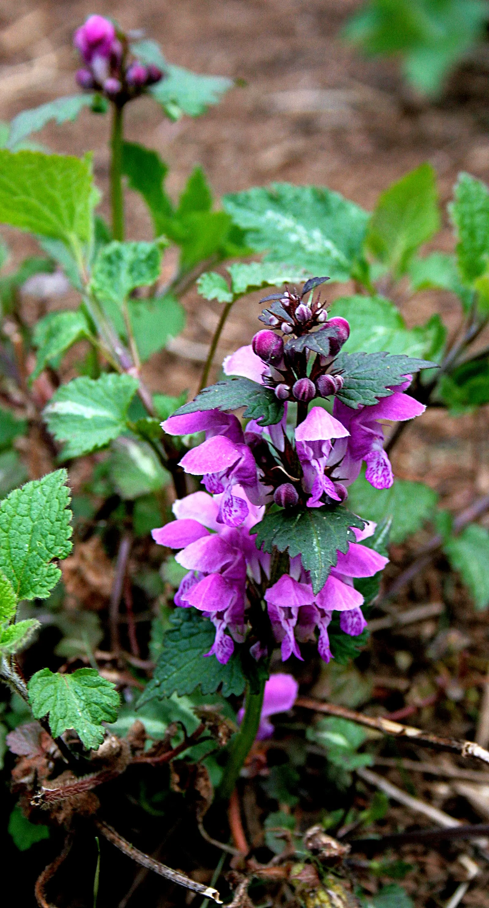 Dead Nettle (Lamium Maculatum) — is a shade-tolerant perennial with variegated foliage and hooded pink; heart-shaped green leaves, image 242