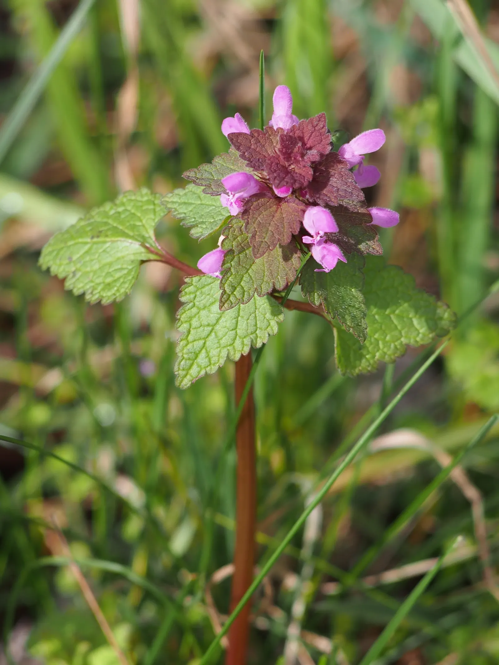 Dead Nettle (Lamium Maculatum) — is a shade-tolerant perennial with variegated foliage and hooded pink; heart-shaped green leaves, image 122