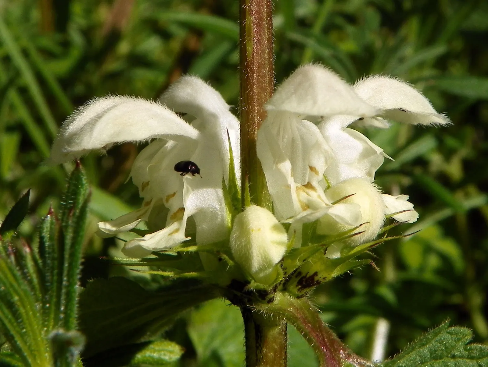 Dead Nettle (Lamium Maculatum) — This plant tolerates a variety of lighting conditions but favors partial to full shade; it's an ideal selection, image 113