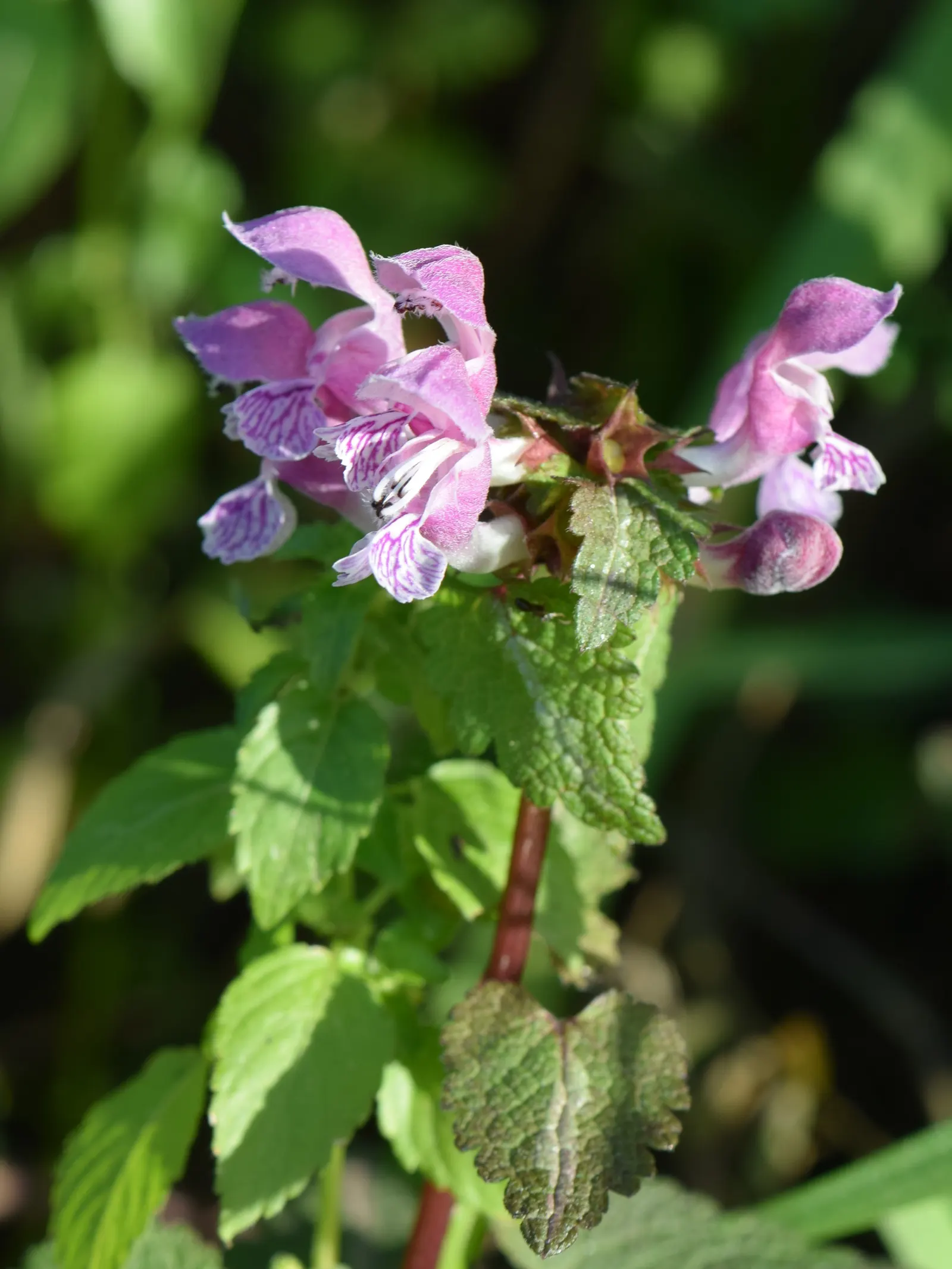 Dead Nettle (Lamium Maculatum) — During late spring to early summer; this plant typically reaches a height of 6 to 12 inches with a spread of 18 to, image 180