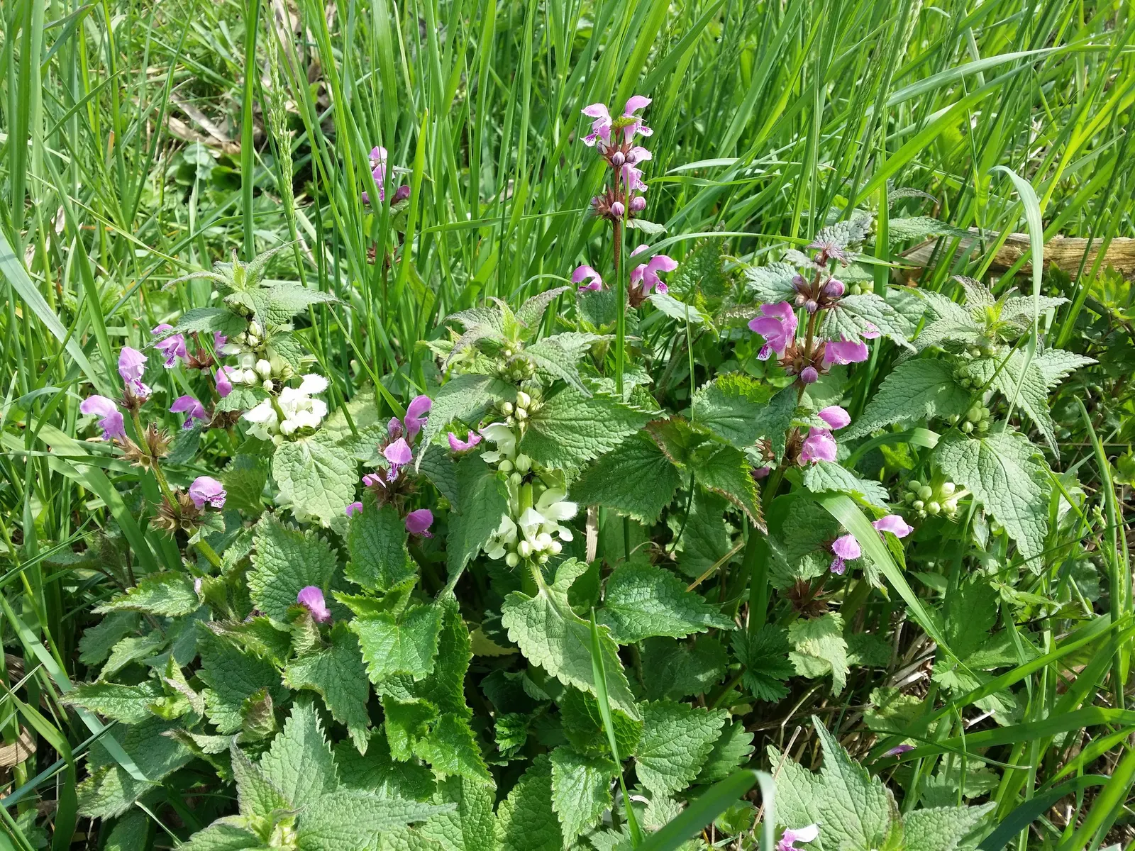 Dead Nettle (Lamium Maculatum) — Its low maintenance and deer resistance make it a preferred choice for woodland gardens and shaded borders, image 245