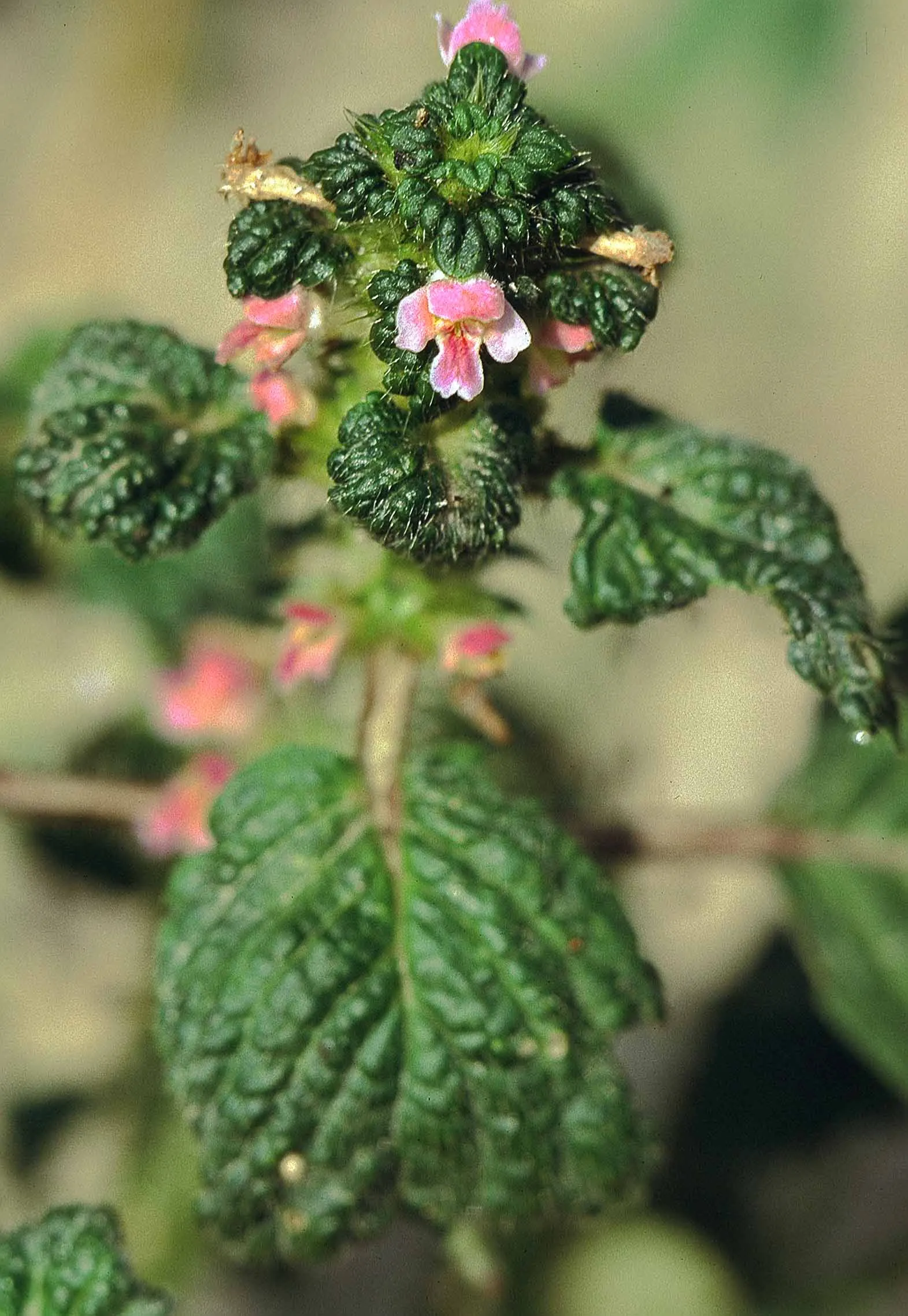 Dead Nettle (Lamium Maculatum) — Its low maintenance and deer resistance make it a preferred choice for woodland gardens and shaded borders, image 101