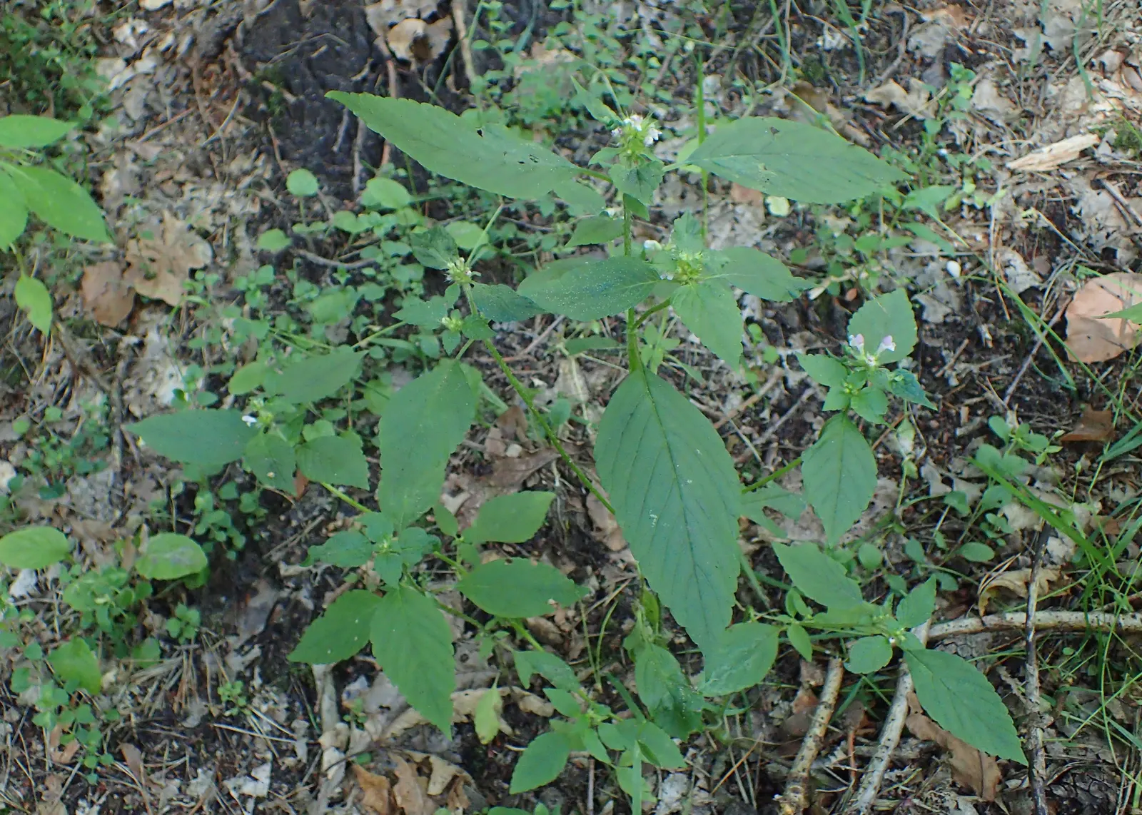 Dead Nettle (Lamium Maculatum) — Lamium maculatum is valued for its low maintenance needs; reaching 6-12 inches tall with a spread of 18-24 inches, it makes an