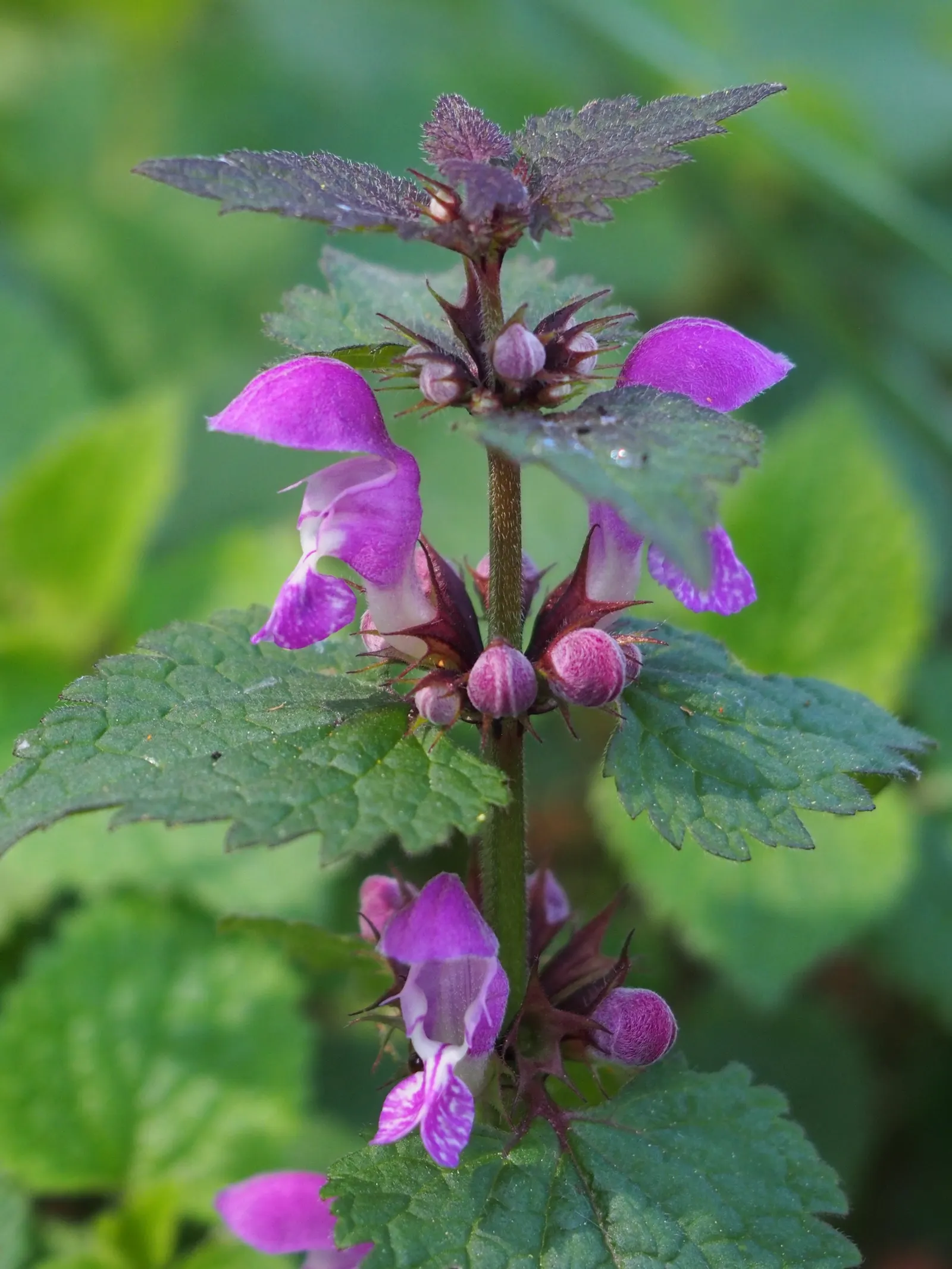 Dead Nettle (Lamium Maculatum) — During late spring to early summer; this plant typically reaches a height of 6 to 12 inches with a spread of 18 to, image 252