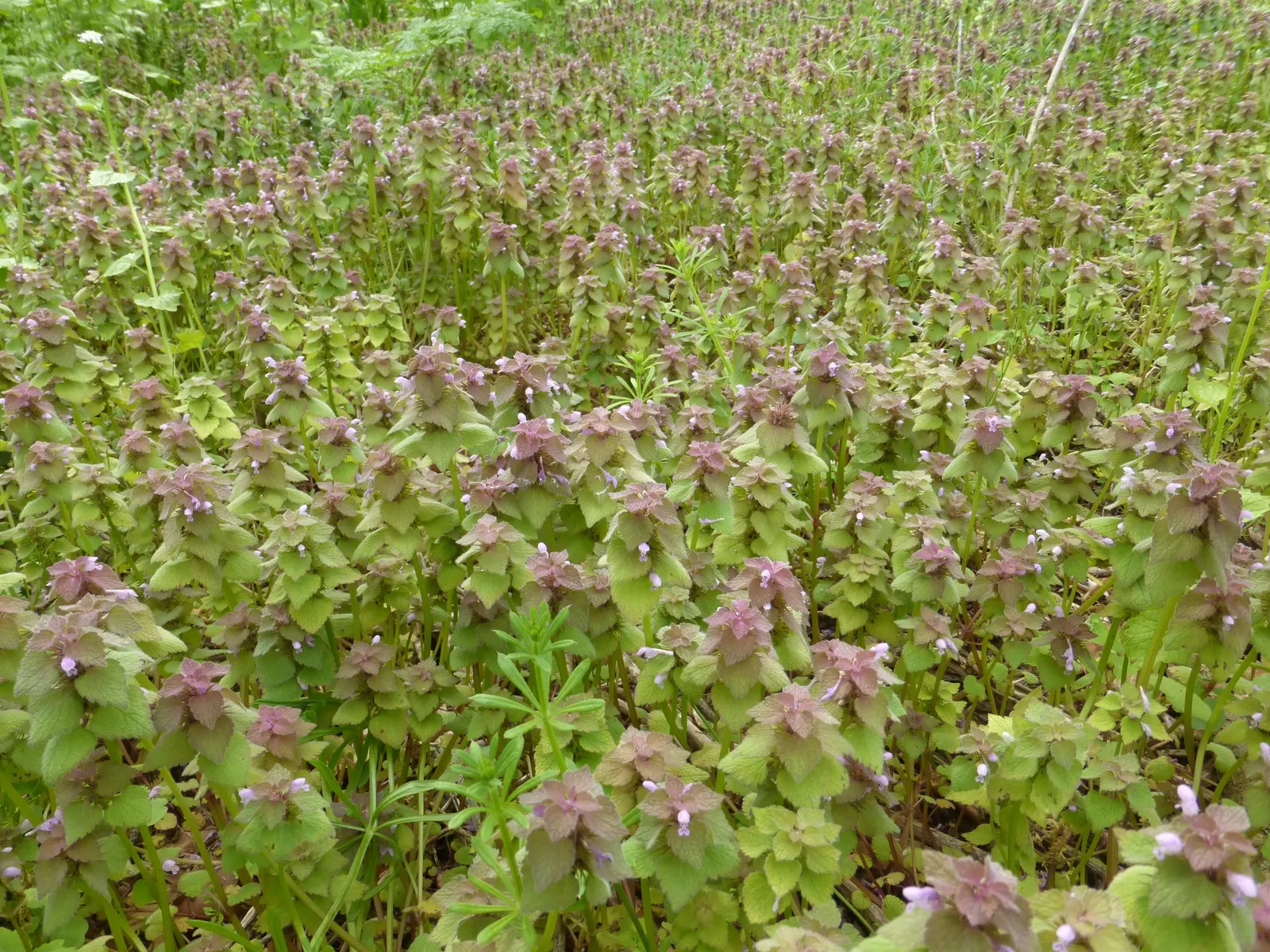 Dead Nettle (Lamium Maculatum) — Recognized for its variegated foliage; its low maintenance and deer resistance make it a preferred choice for, image 104